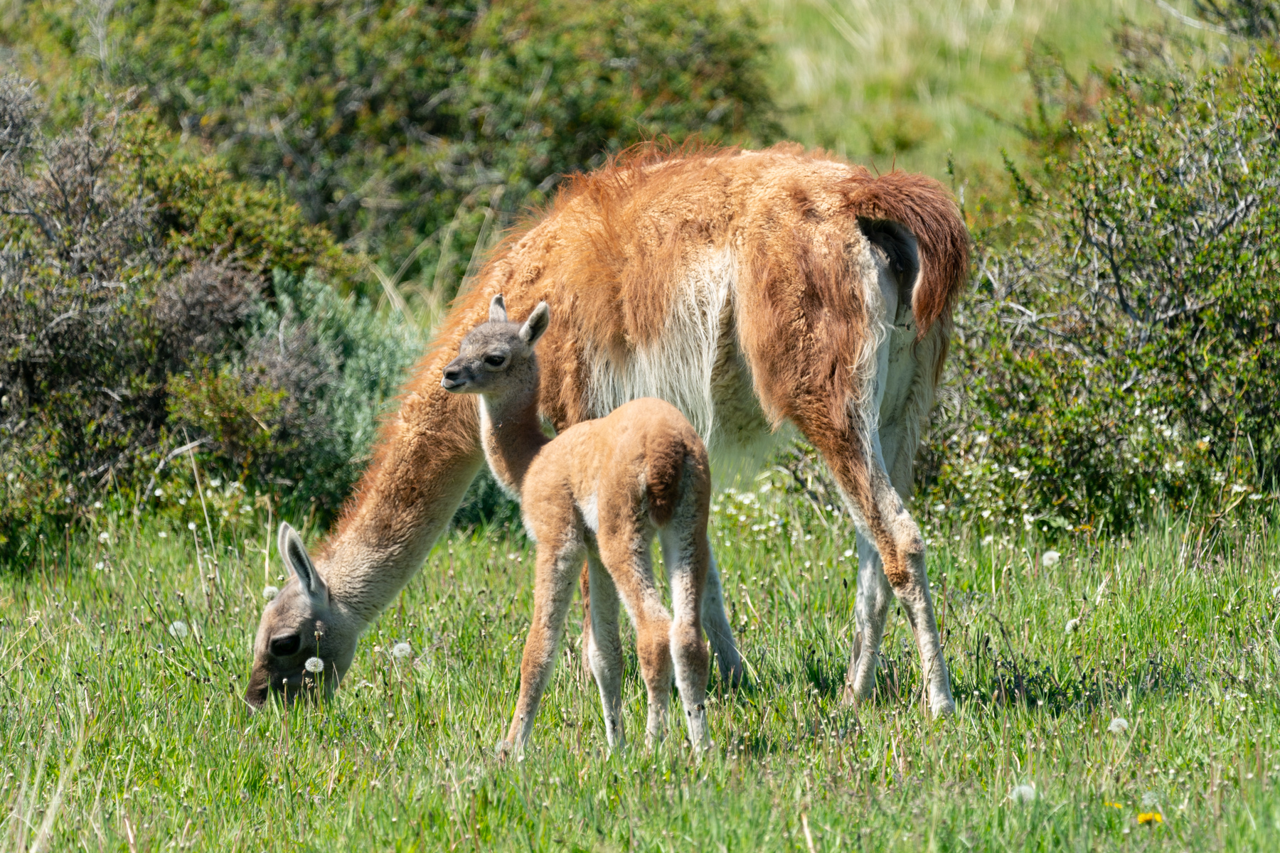 Baby guanaco with mum.