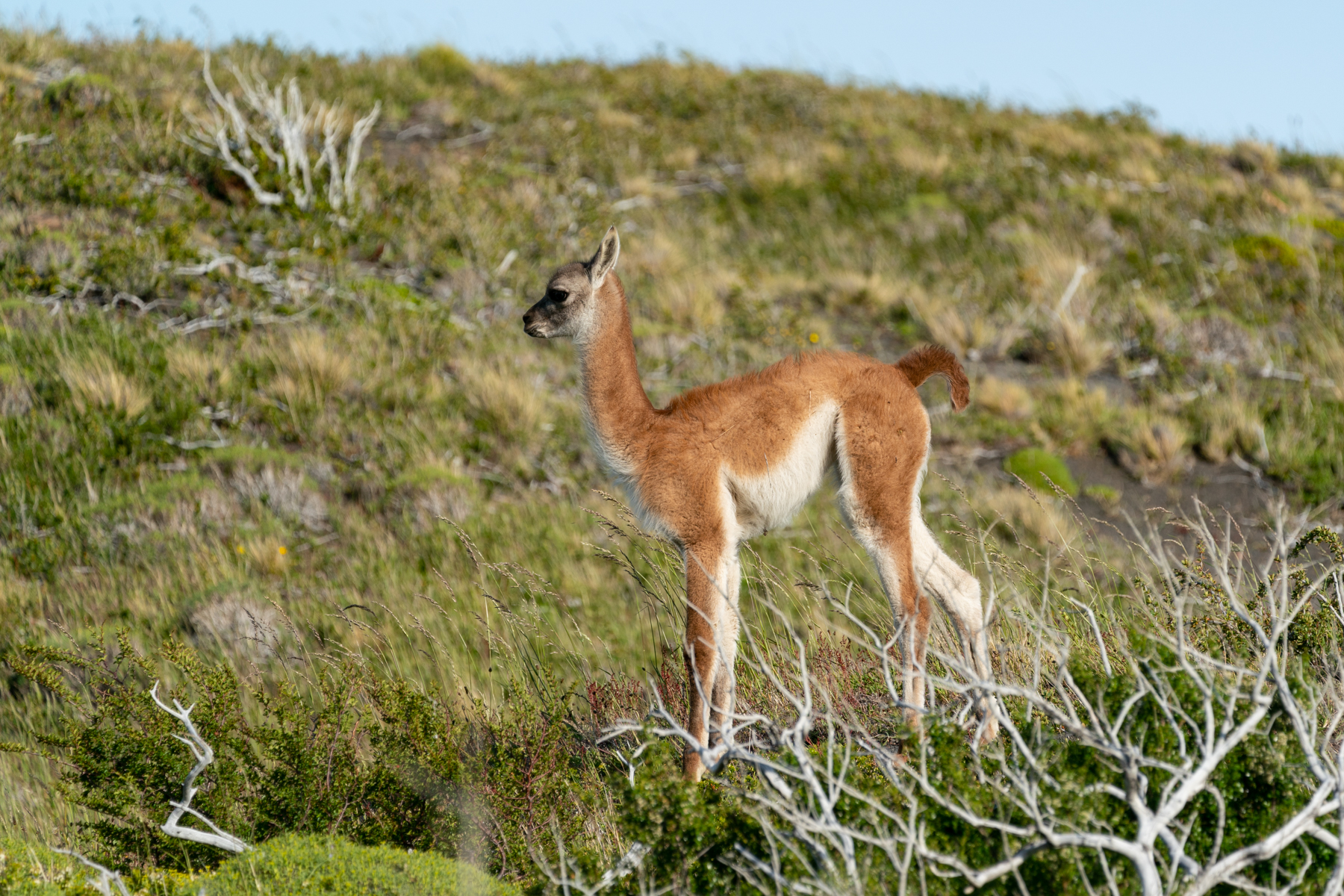 Baby guanaco.