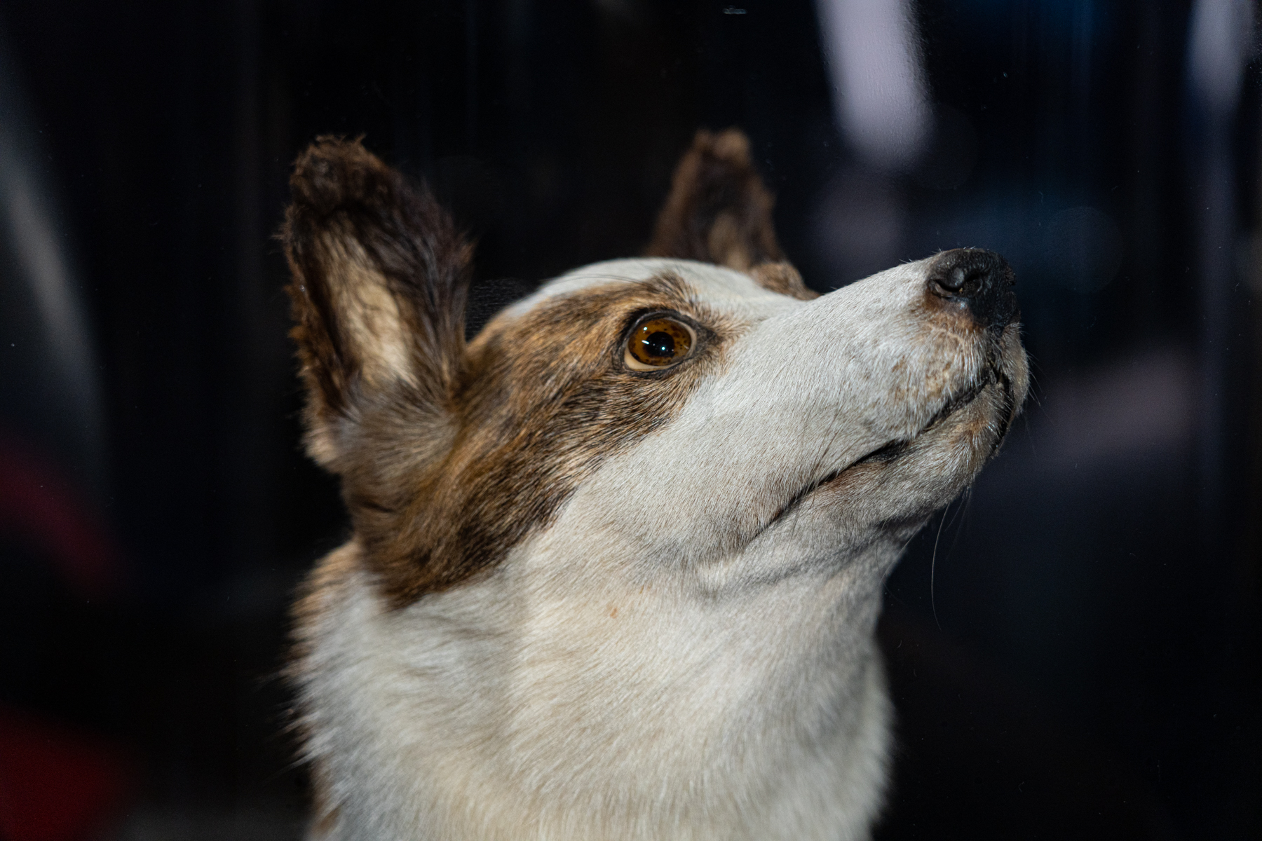 Strelka, the space dog.