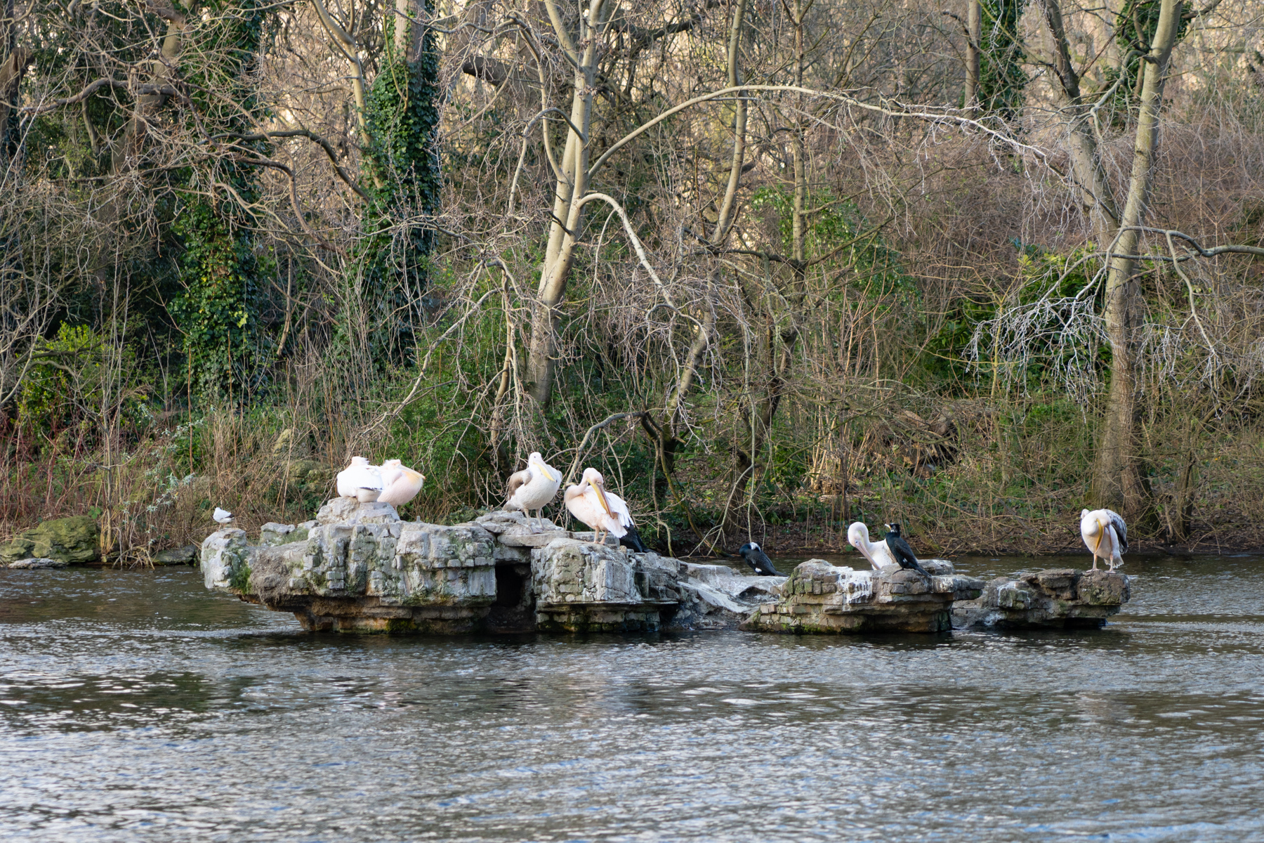 Birds in St. James's Park Lake.