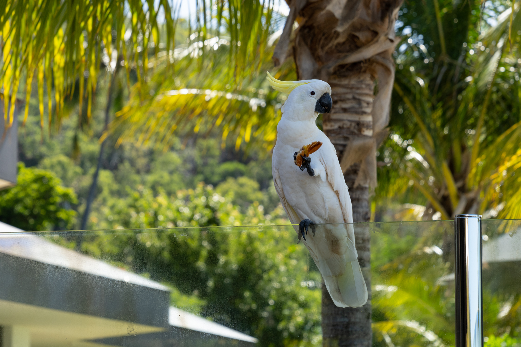 Cockatoos were plentiful!