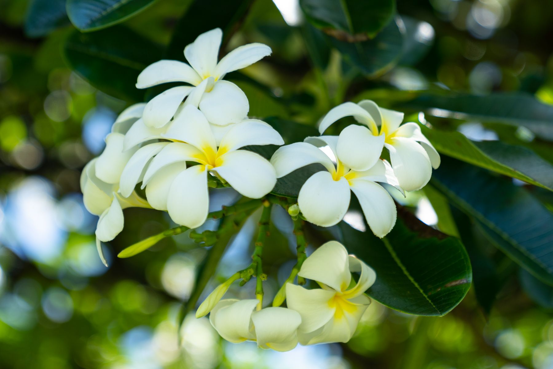 Frangipani.