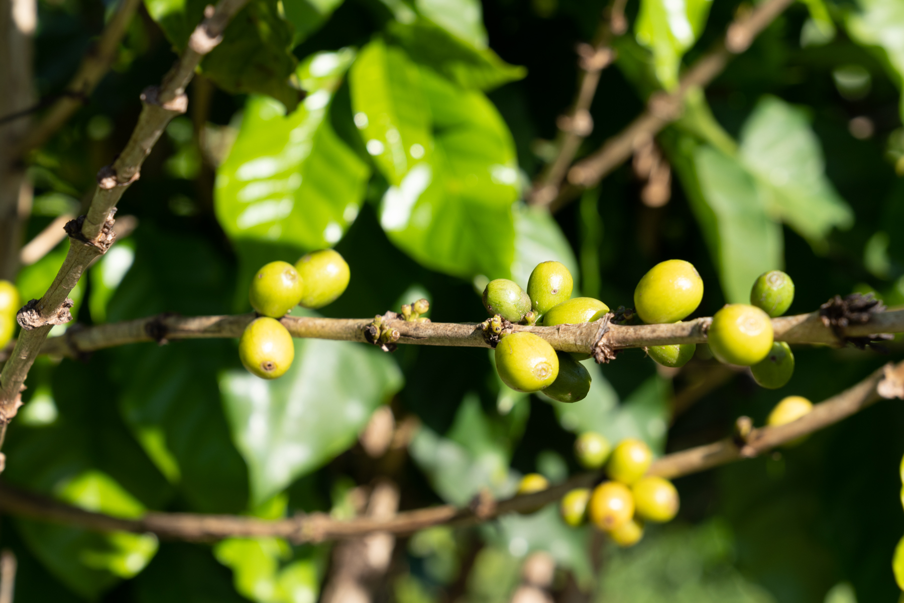 Coffee seeds on the tree.