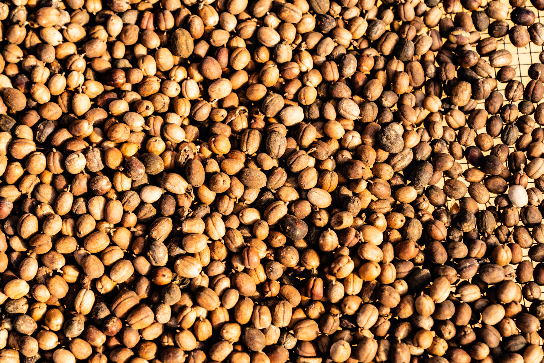Coffee seeds being dried in the sun.
