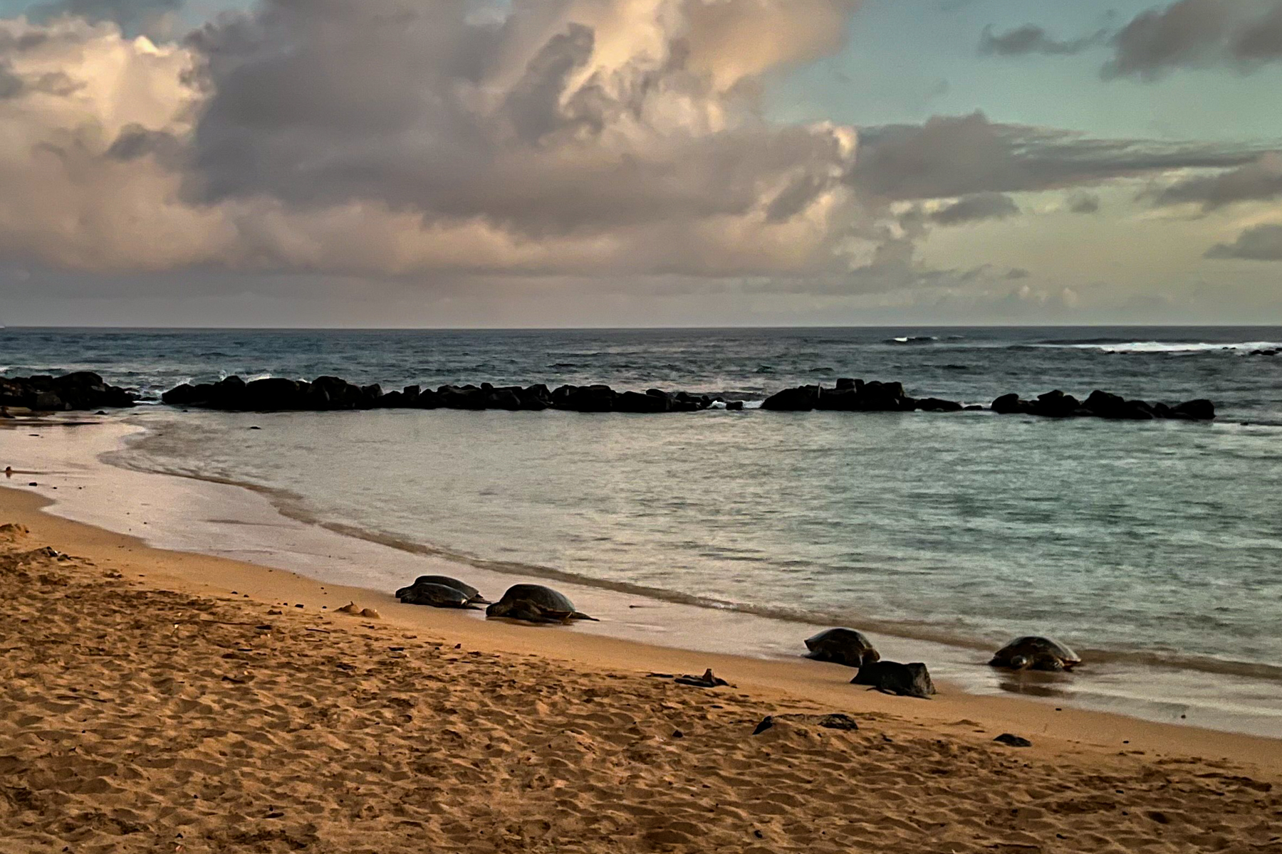 Sea turtles coming ashore.