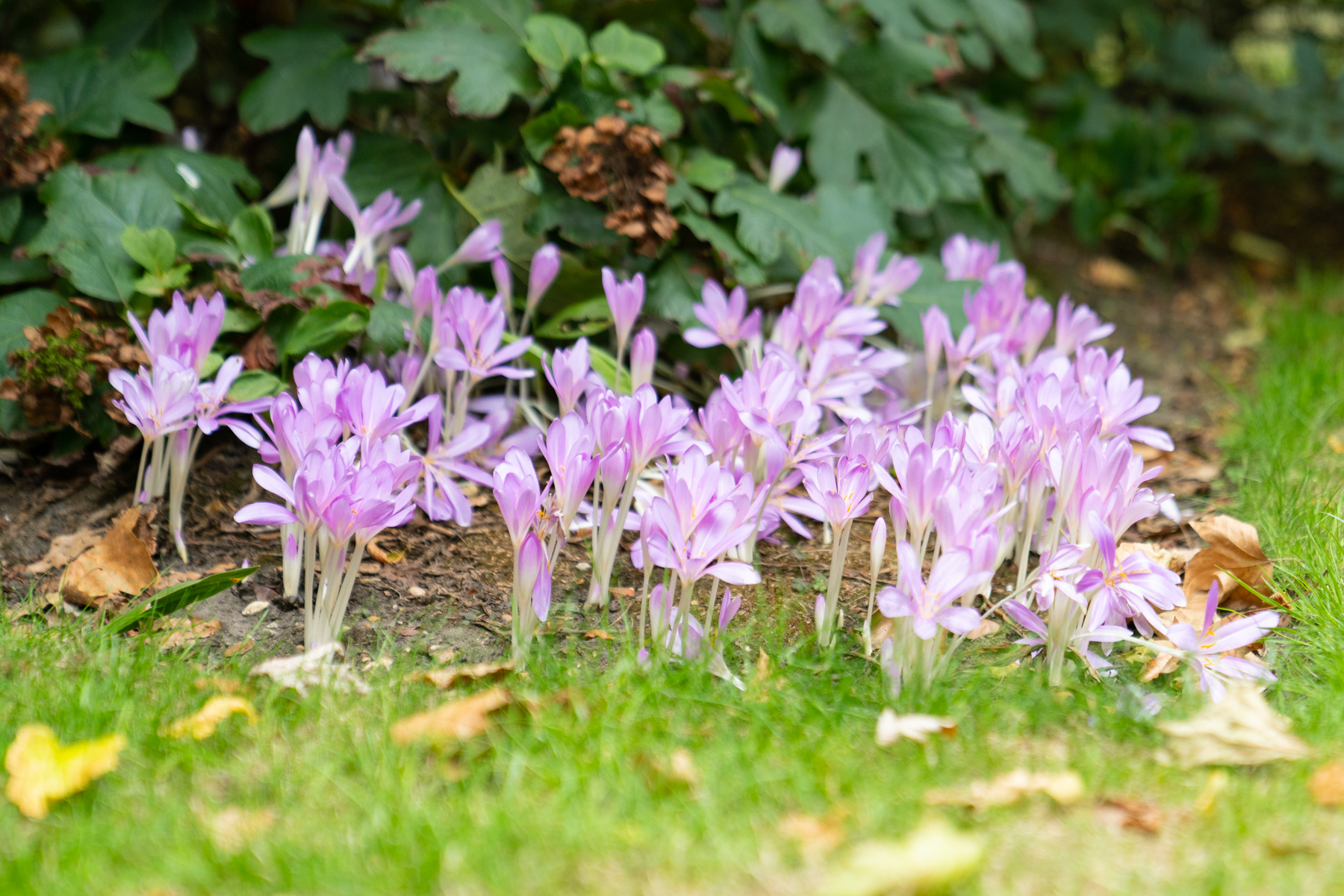 Flowers in the public area of the Buckingham Palace gardens.