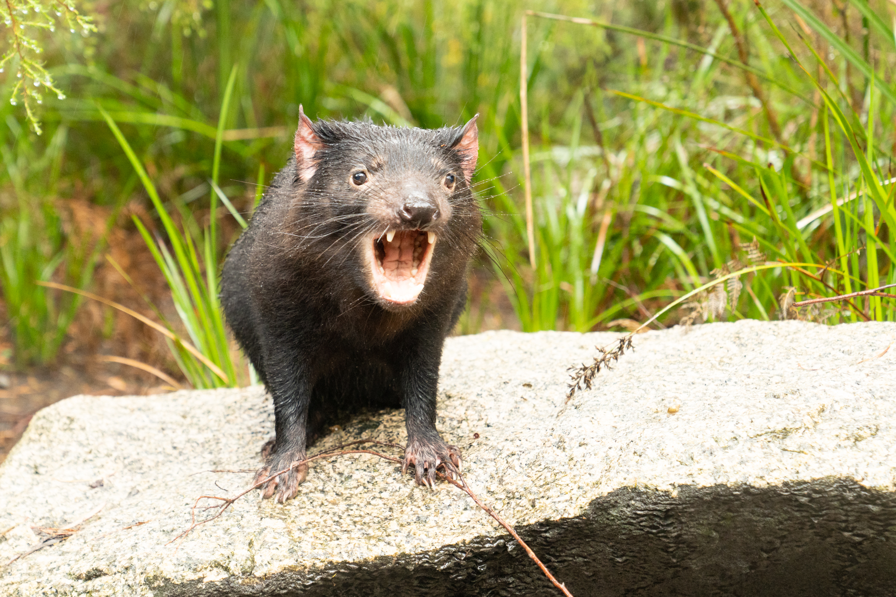 trips/2022-10-tasmania/