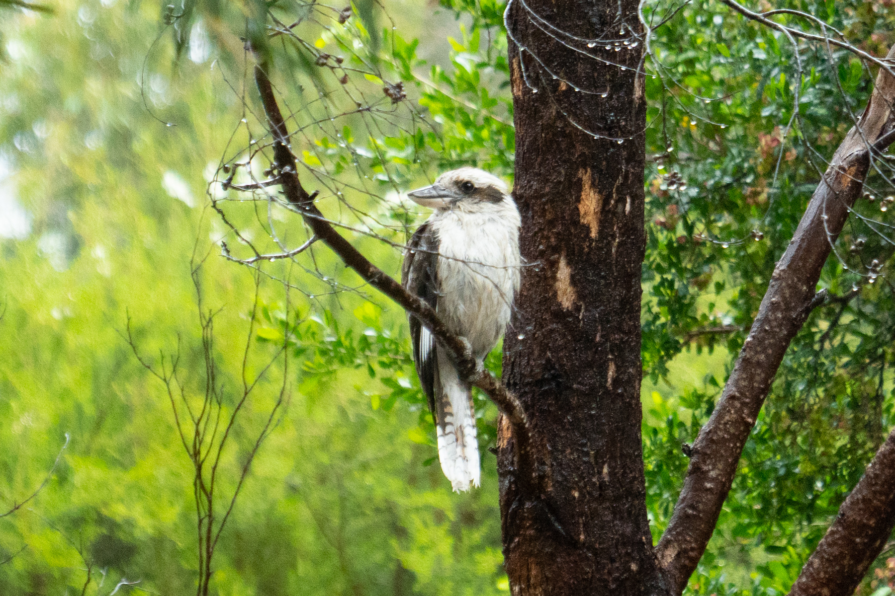 A kookaburra just in front of the restaurant.