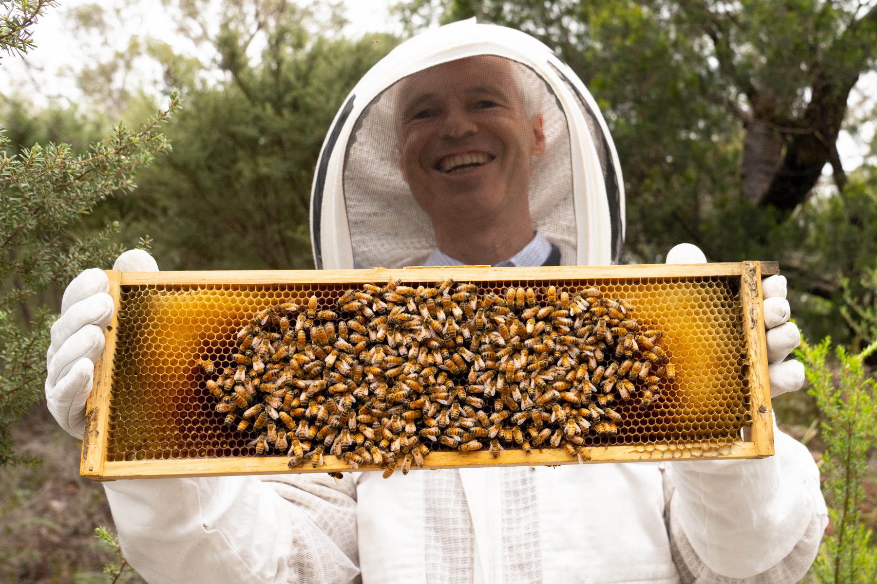 Inspecting the bee hives.