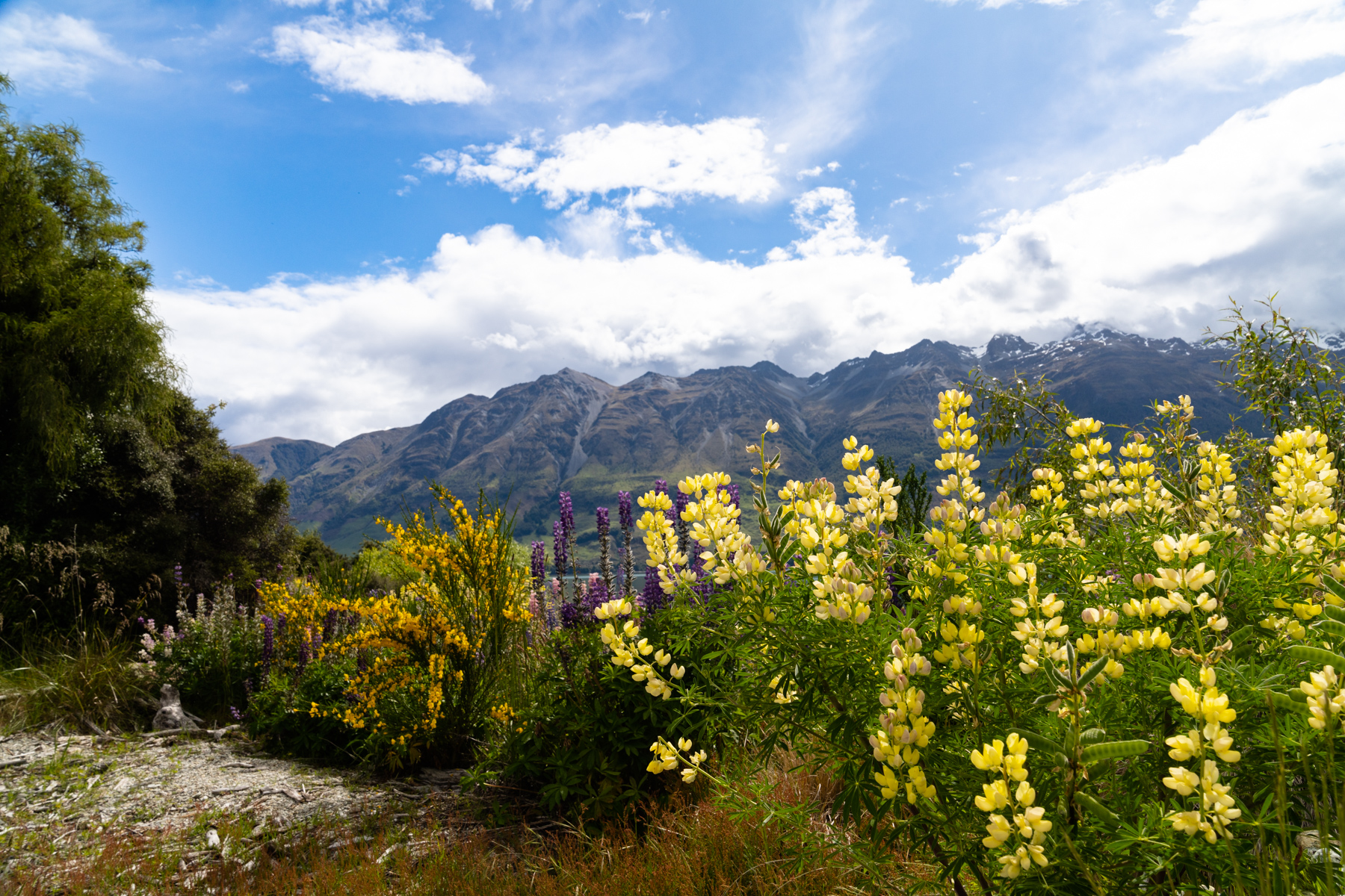 Flowers on the lake shore.