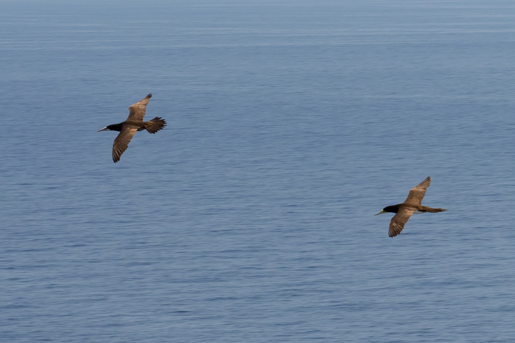 Sea birds gliding behind the ship.