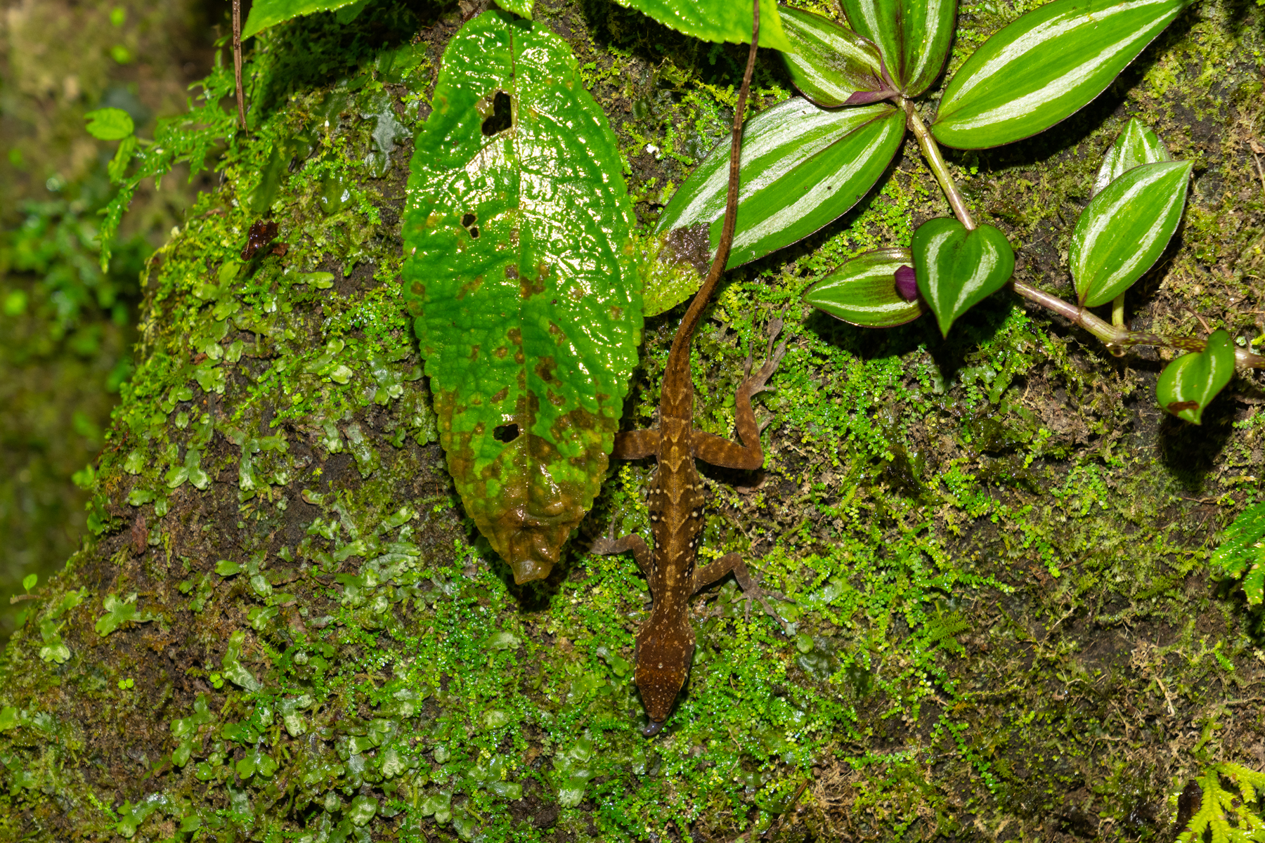 A Dominican anole.
