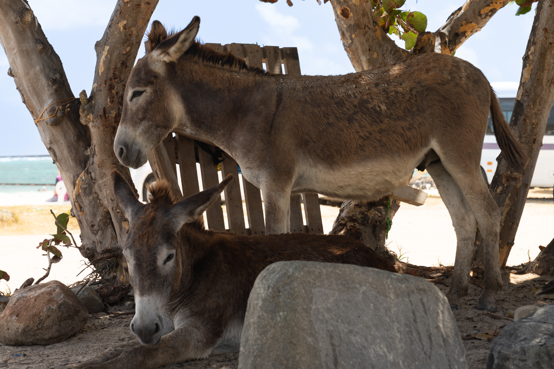 Donkeys relaxing in the shade.