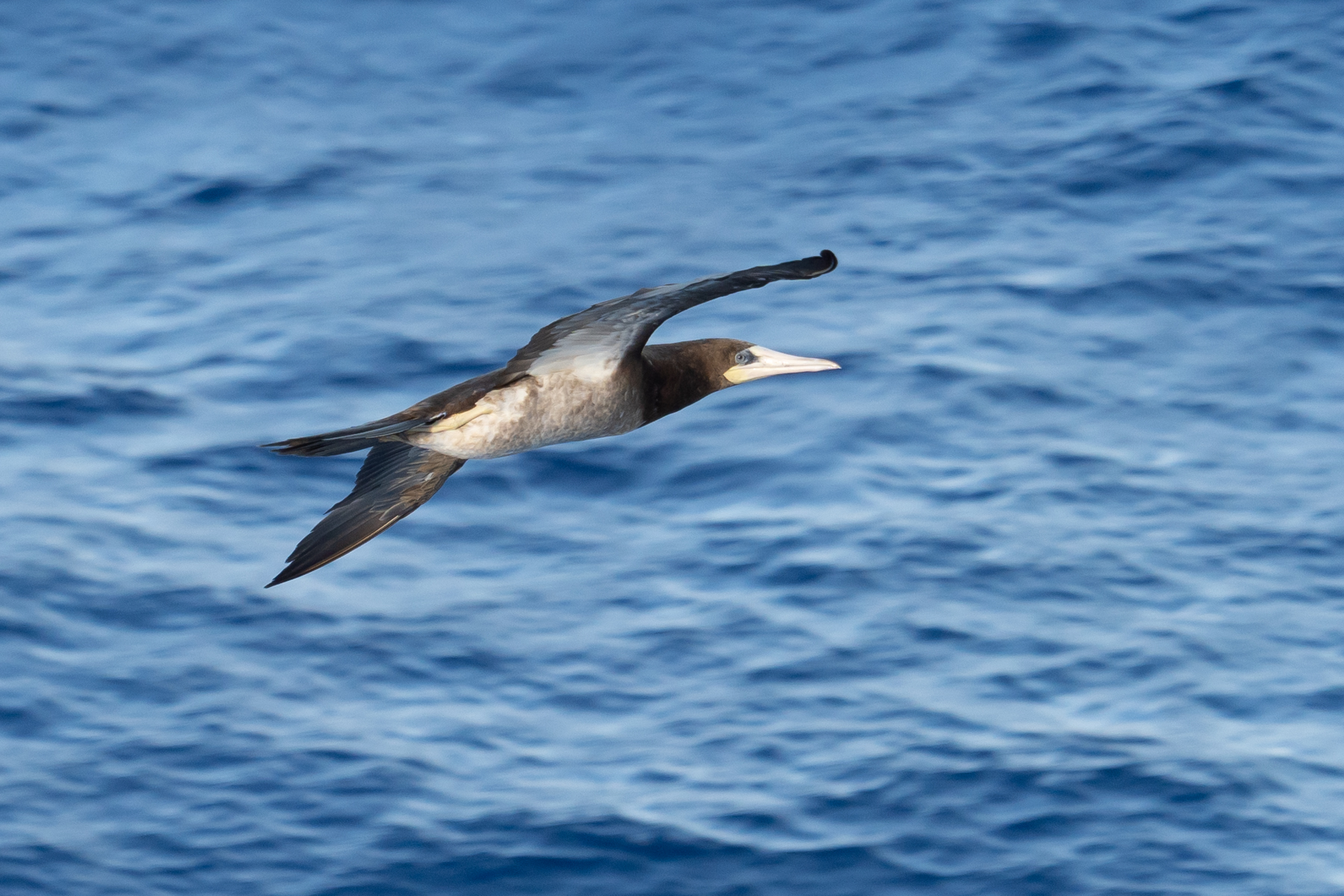 Sea bird following the ship.