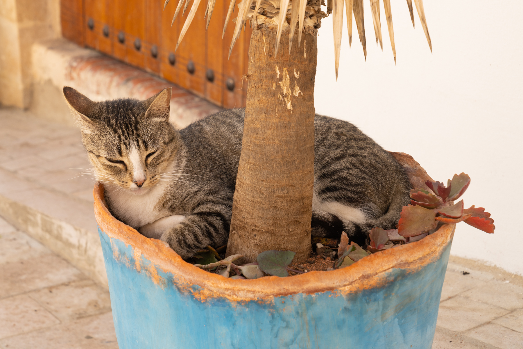 A contented cat (of which they are many!) relaxing in a tree pot in the kasbah.