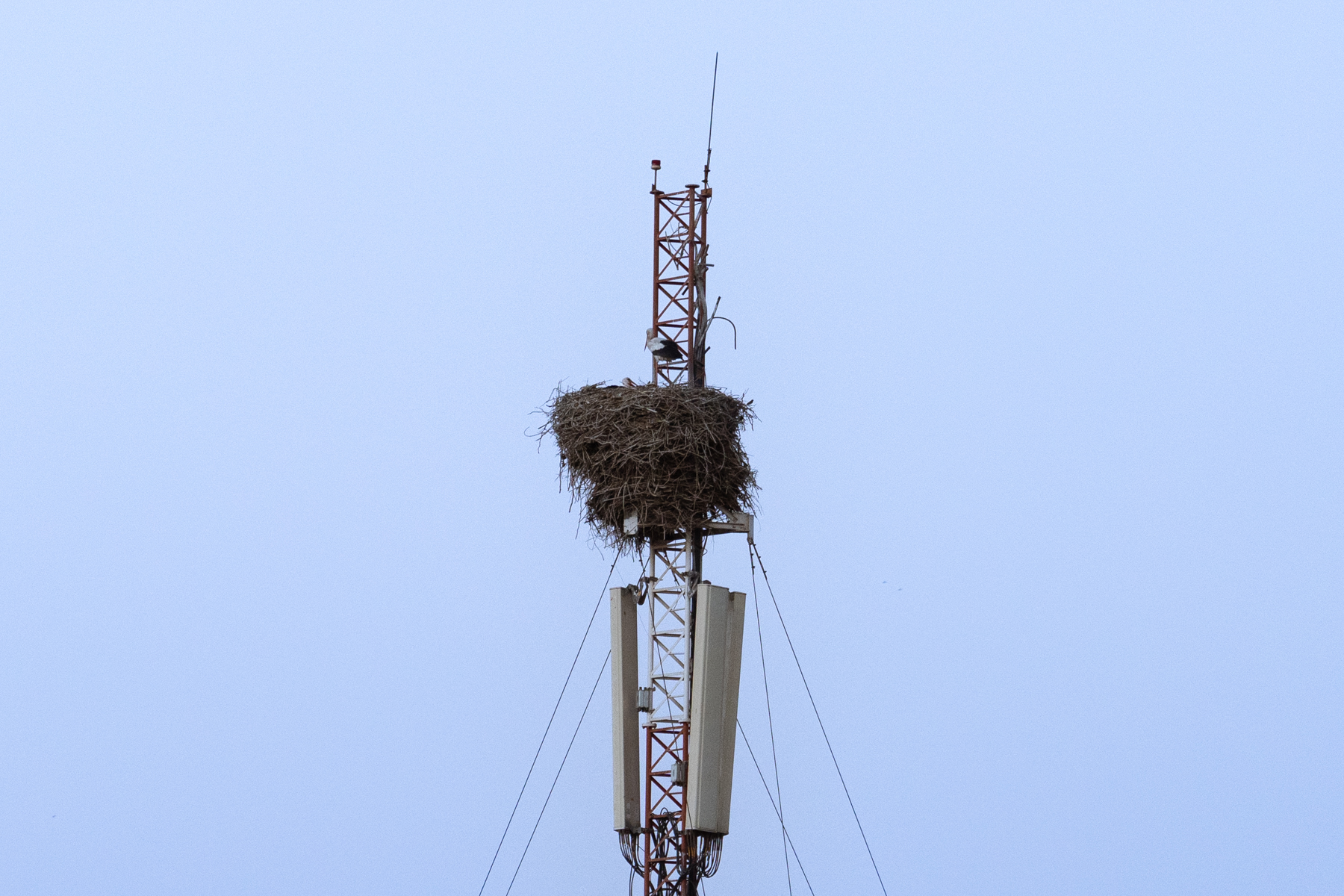 A stork in its nest on a mobile phone tower.