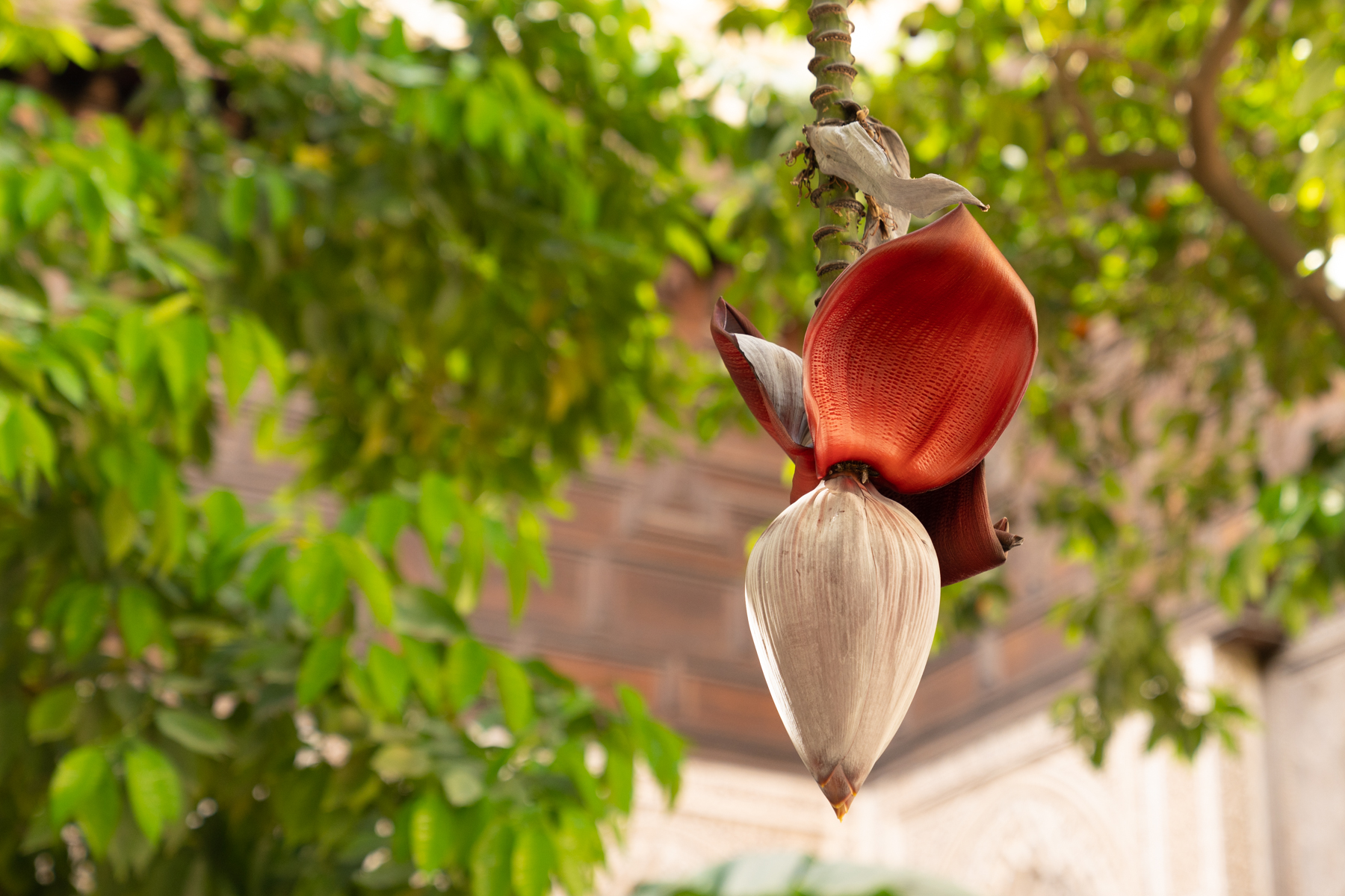 Banana flower in the Bahia Palace courtyard.