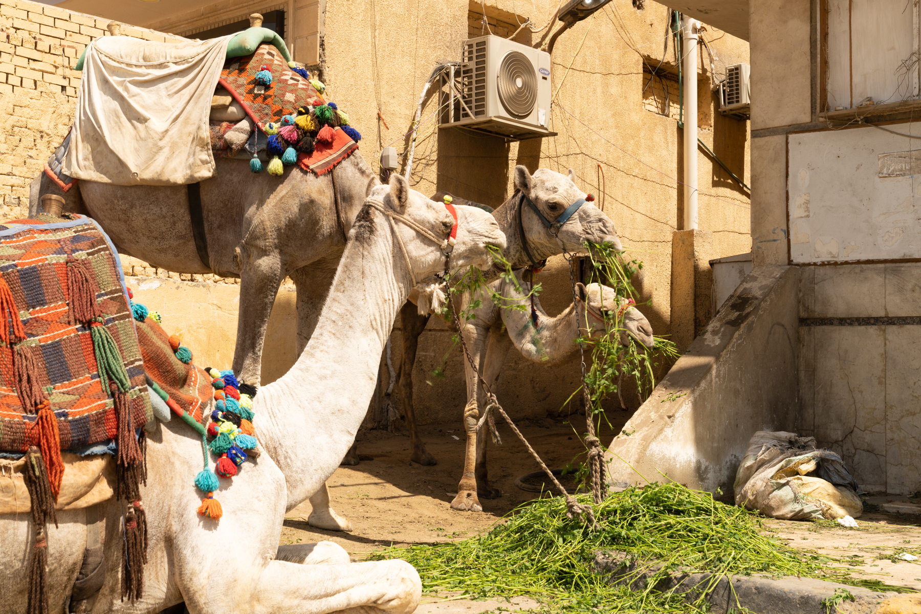 Camels having a snack.