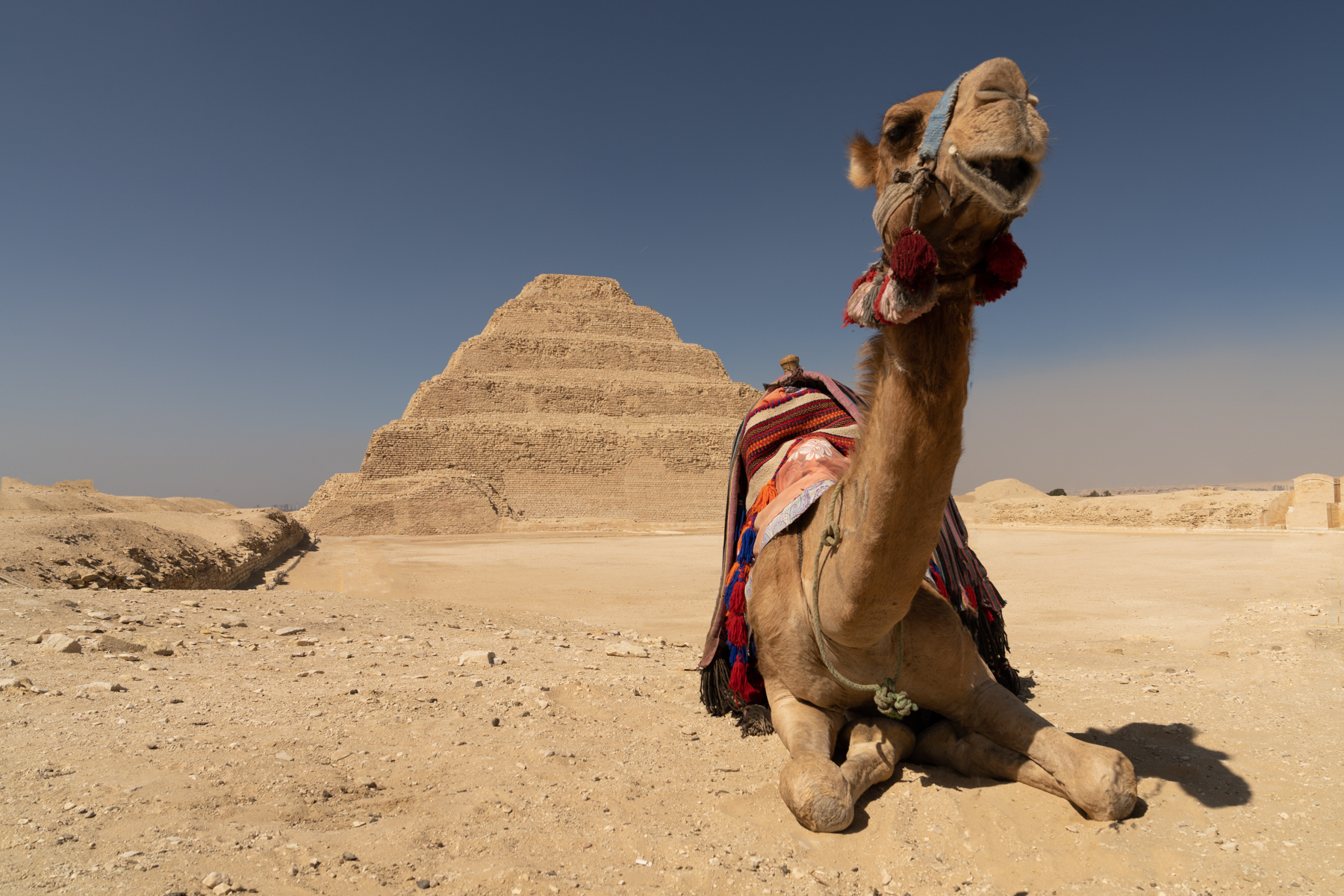 A local camel in front of the Pyramid of Djoser.