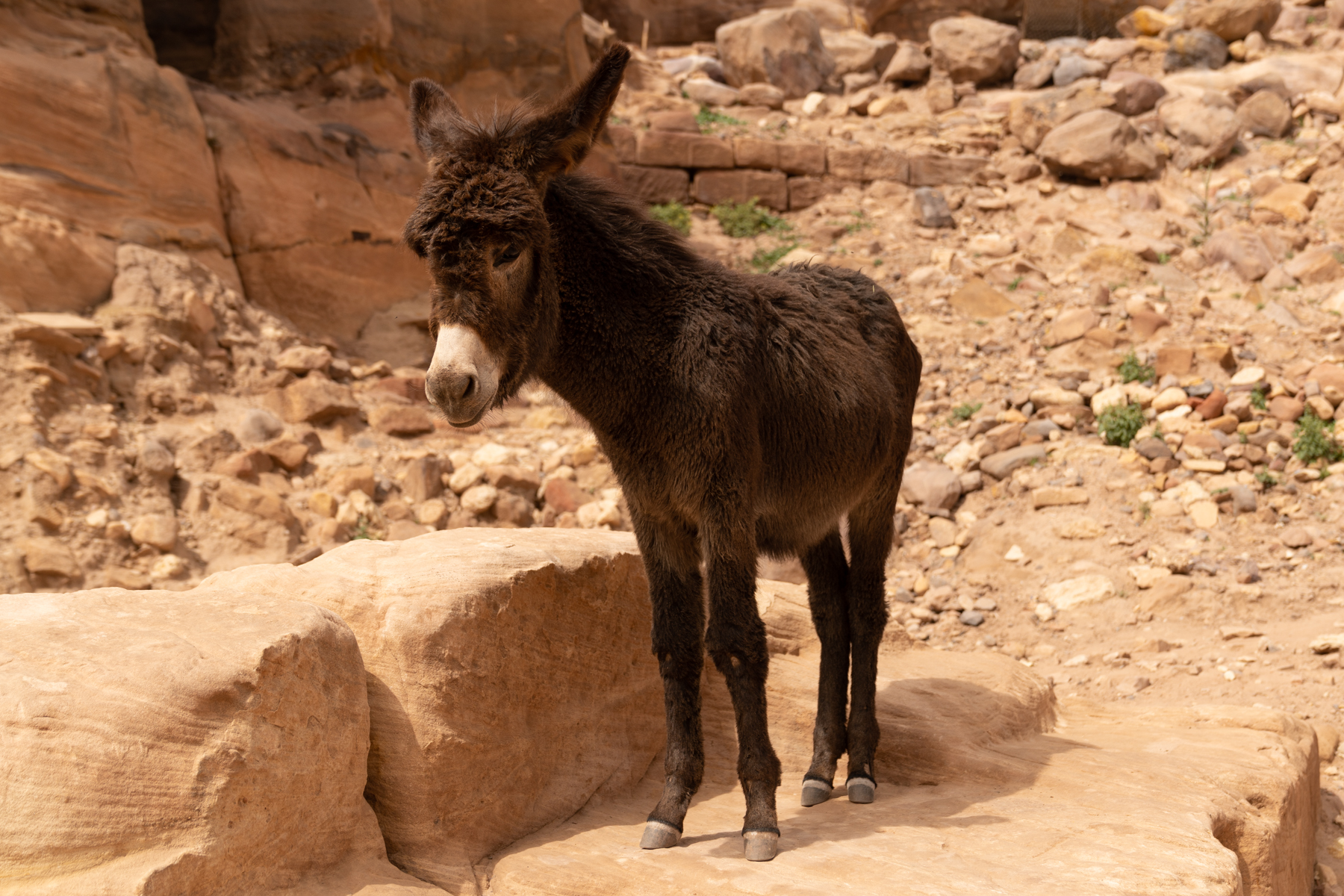 A young donkey.