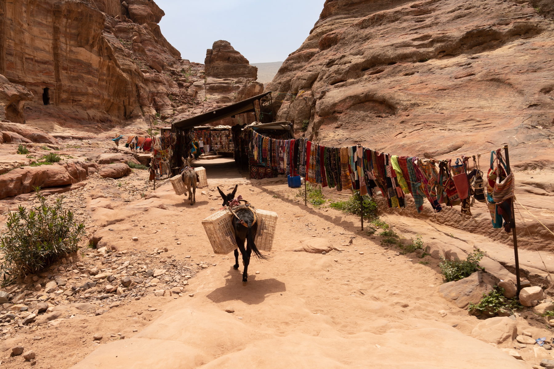 Donkeys on the path to Ad-Deir.