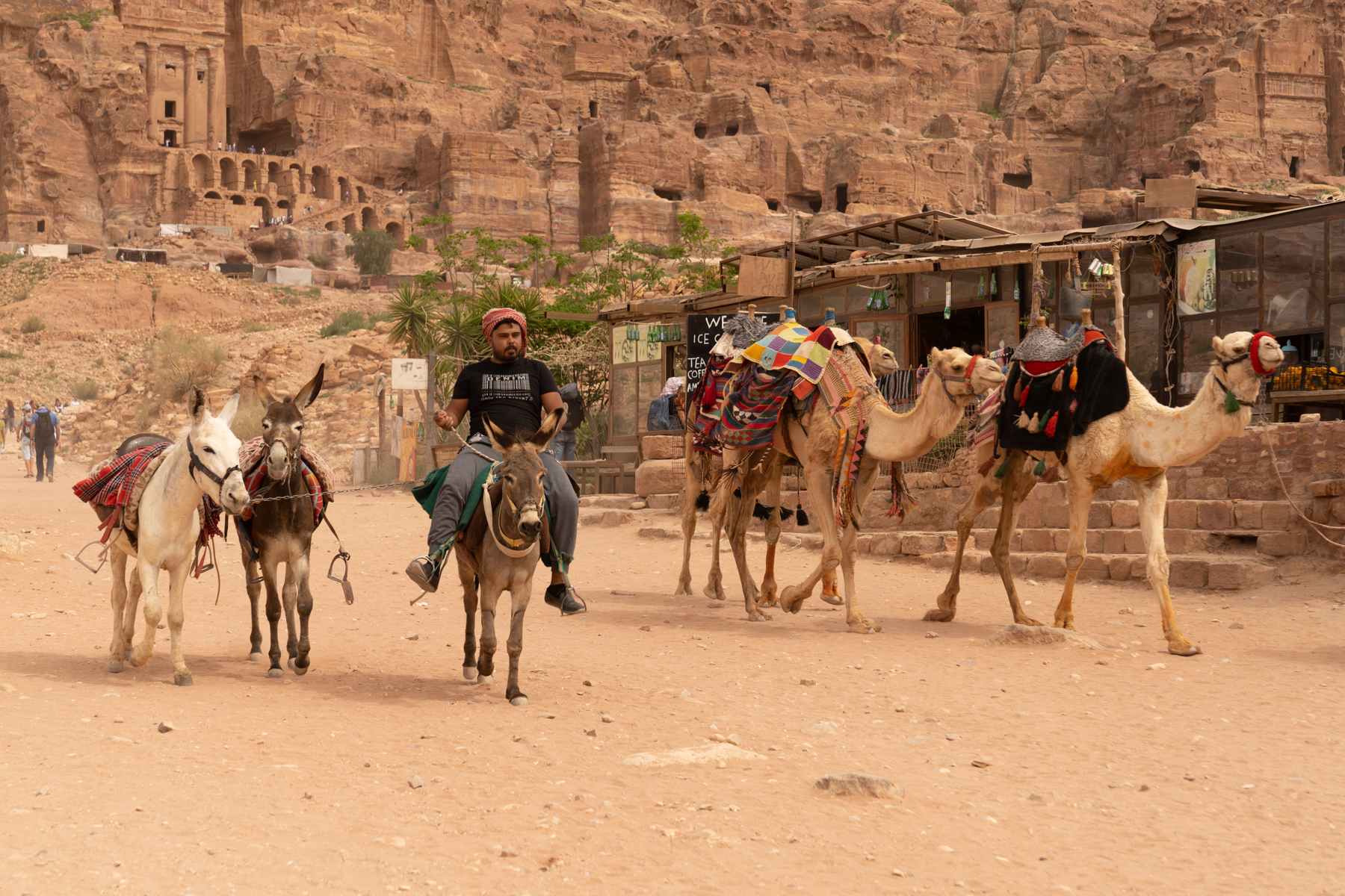 Donkeys and camels, ready to be offered to tourists to ride.