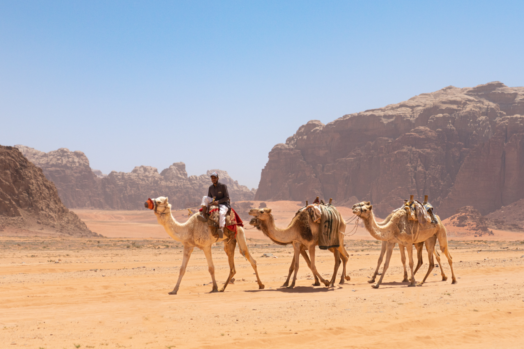 A camel driver taking his camels through the Wadi Rum Desert.