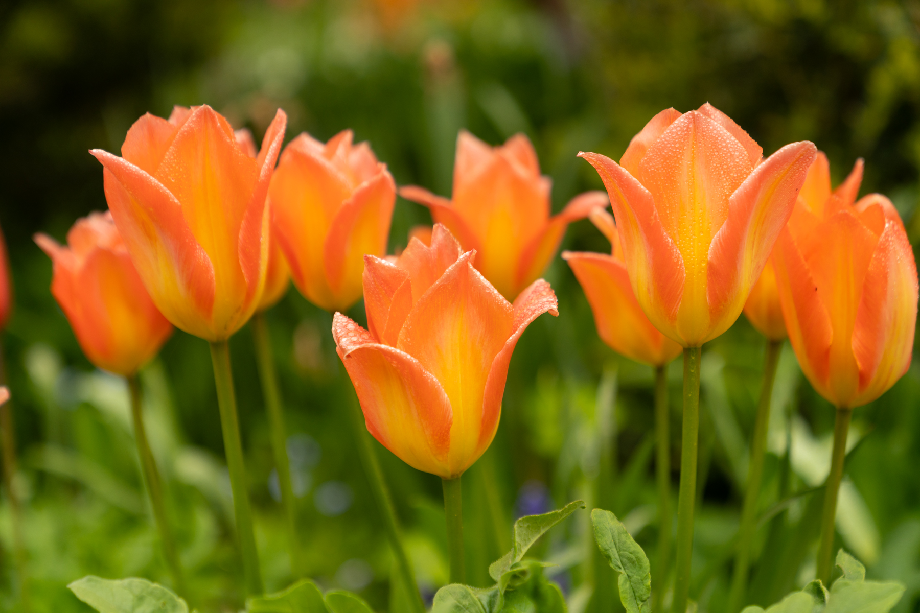 Flowers in the gardens of the Royal Crescent Hotel.