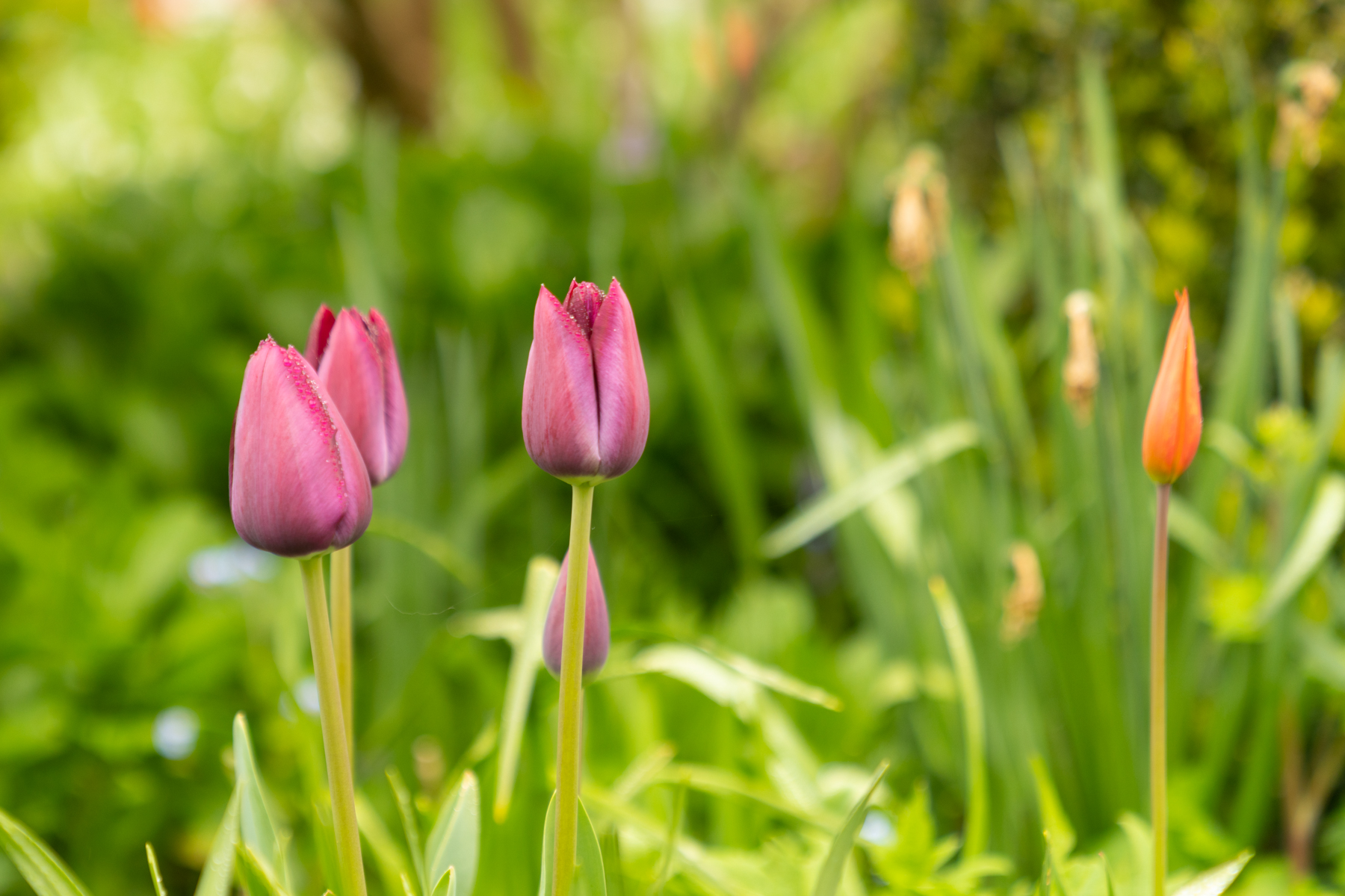 Flowers in the gardens of the Royal Crescent Hotel.