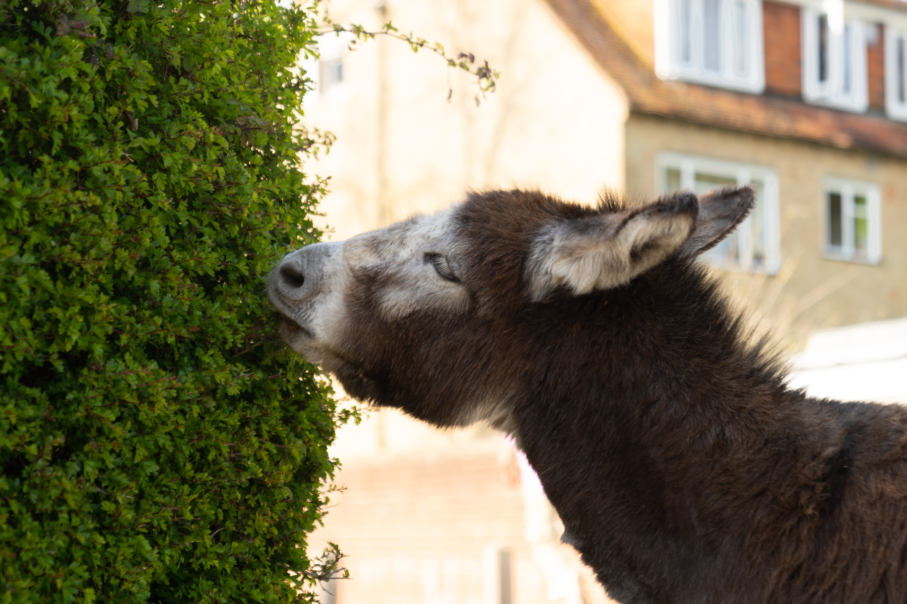 A donkey roaming the streets in Beaulieu.
