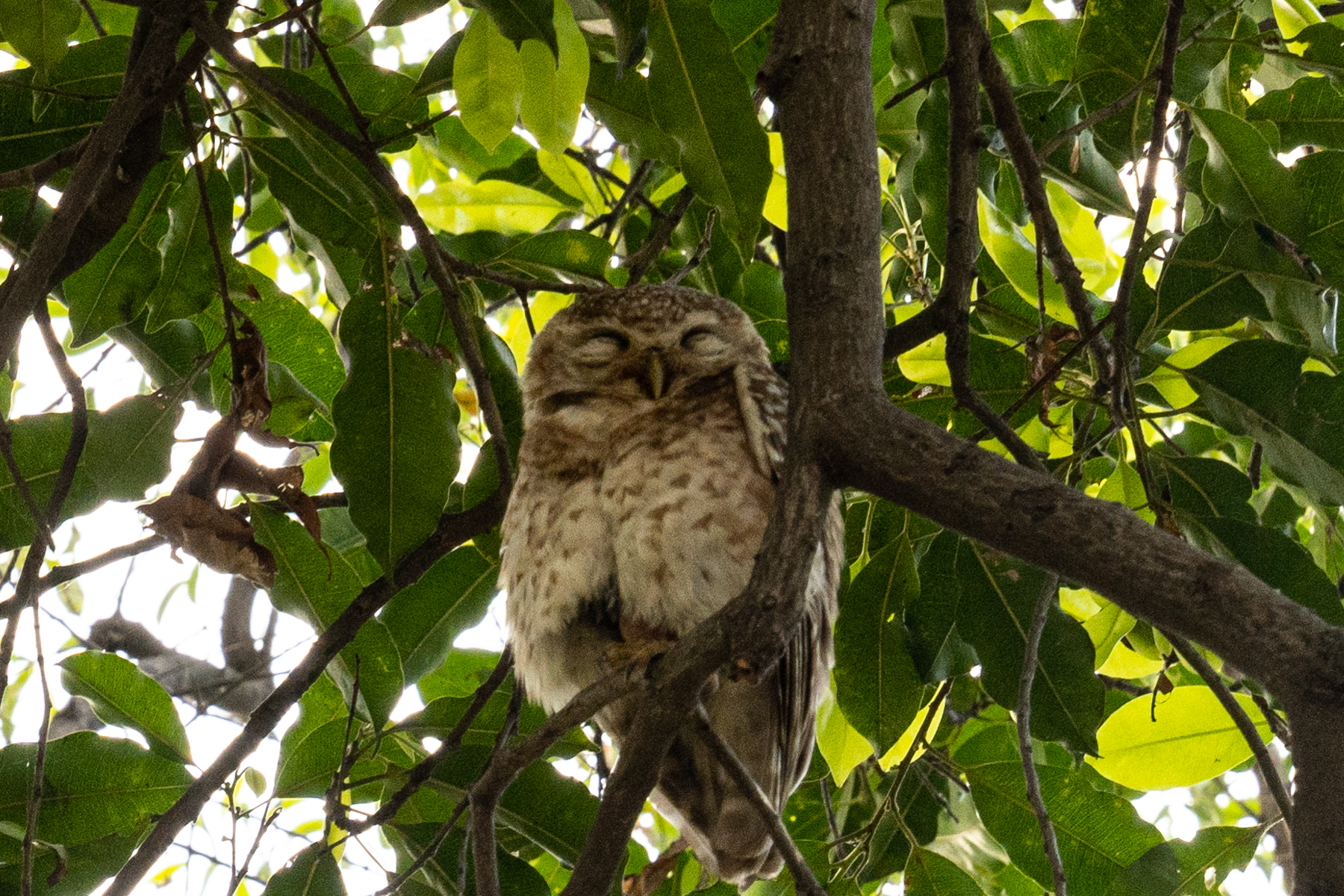 A young, sleeping owl.