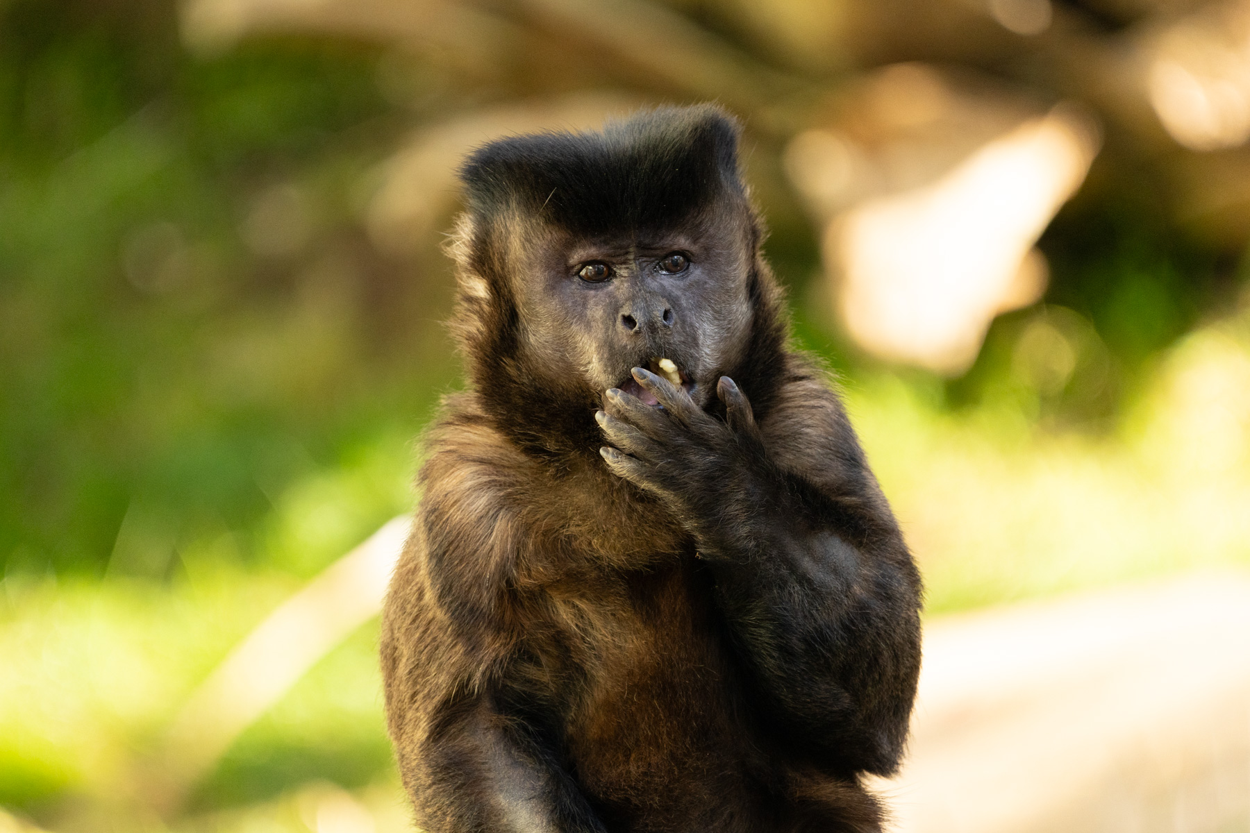 Black-Capped Capuchin.