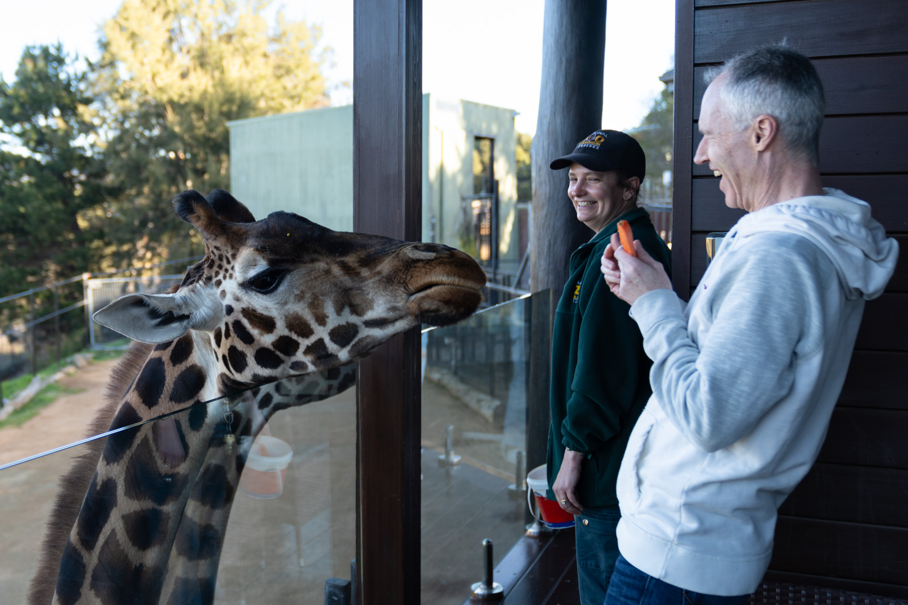 Keith feeding a giraffe from our balcony.