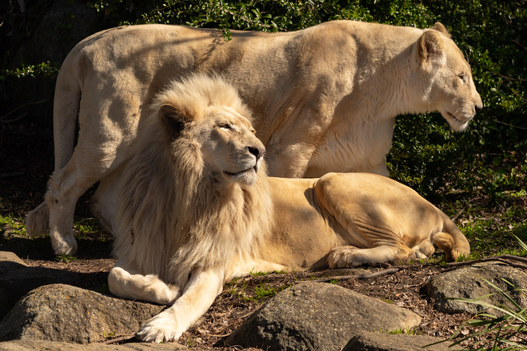 White lions (brother and sister, Jake and Mishka).