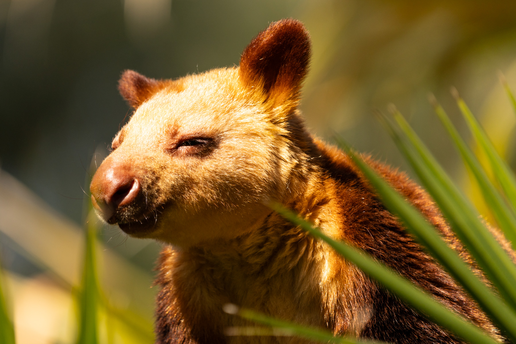 Tree kangaroo.