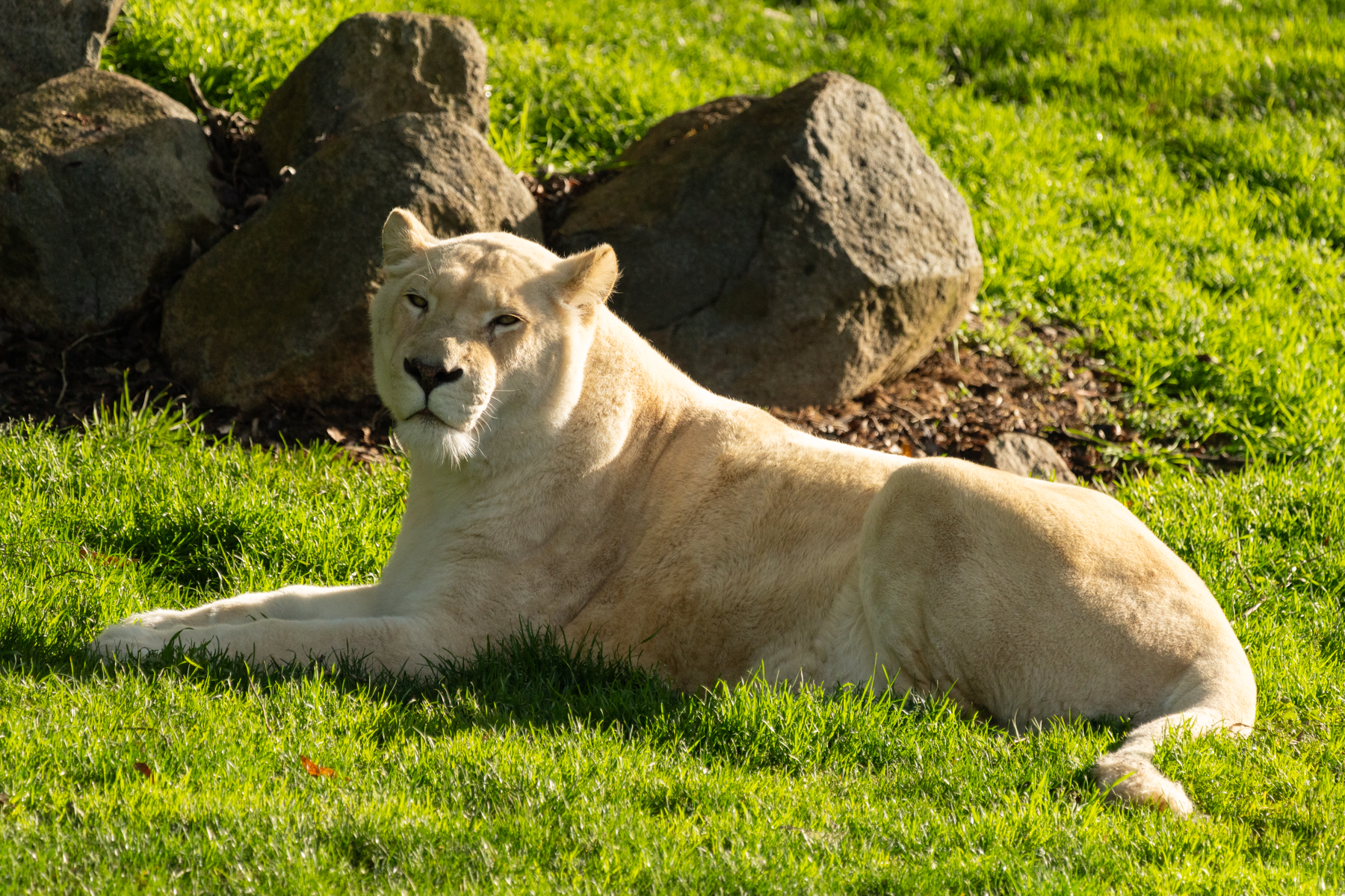 White lion, Mischka.
