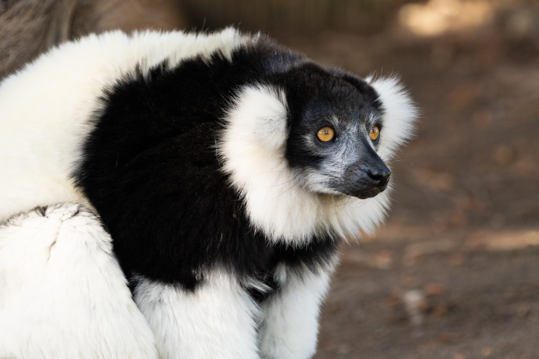 Lemur.