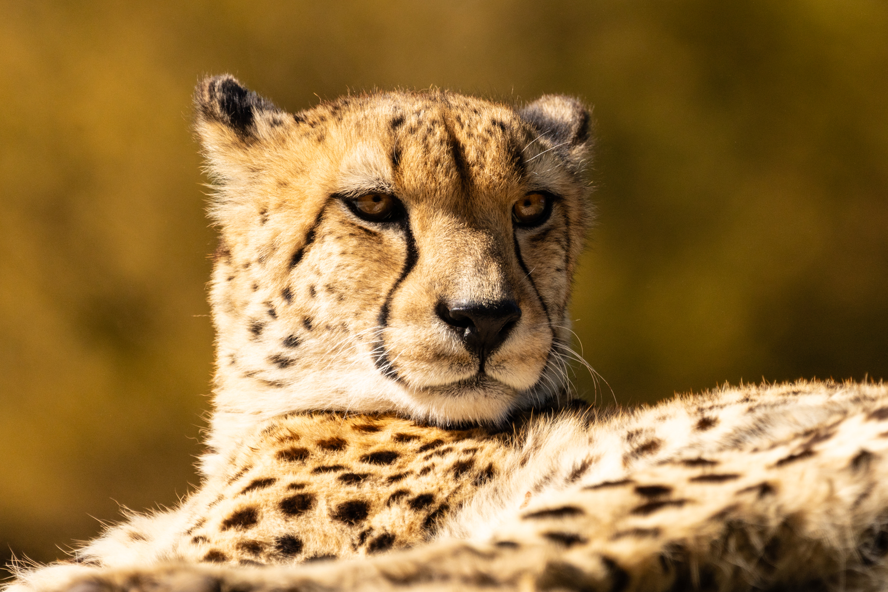 Cheetah.
