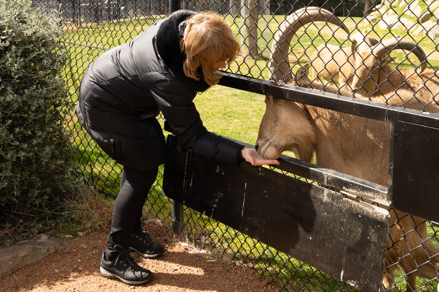 Andrea feeding a Barbary sheep.