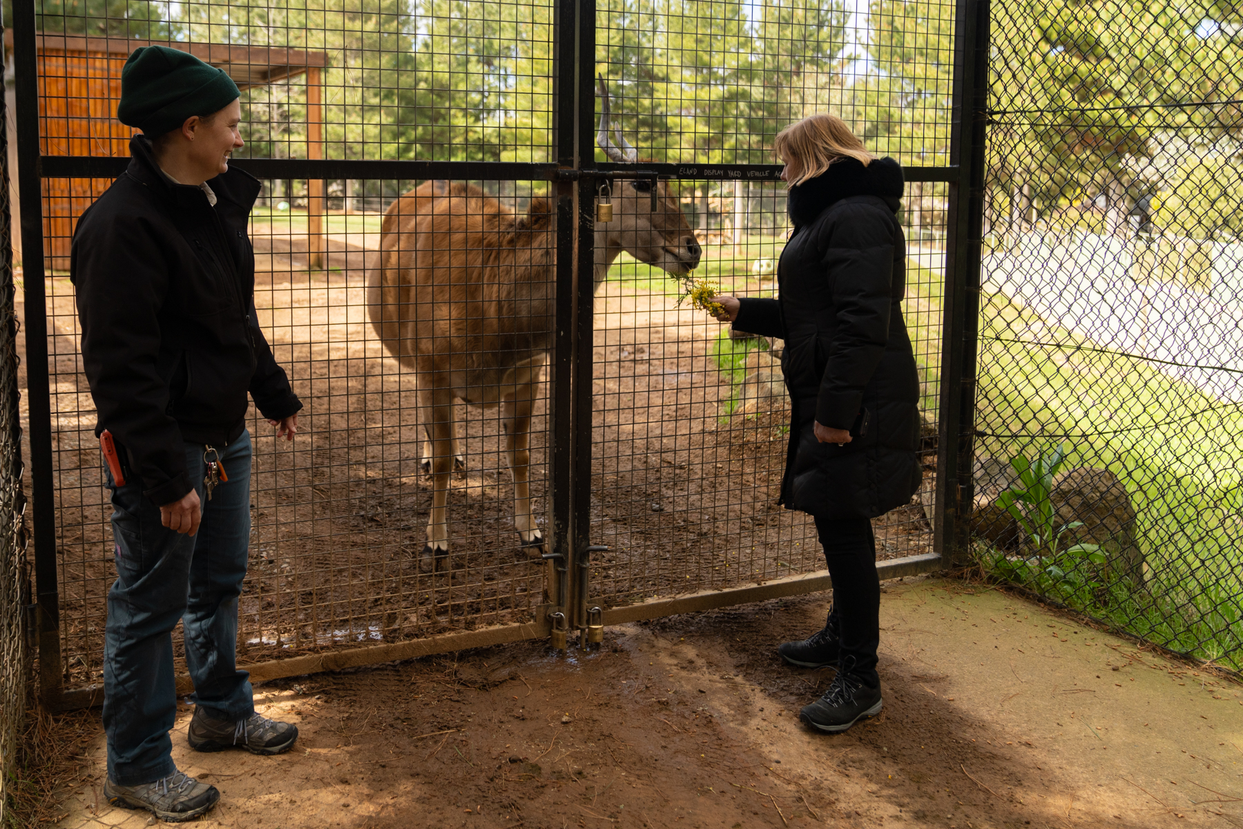Andrea feeding an eland.