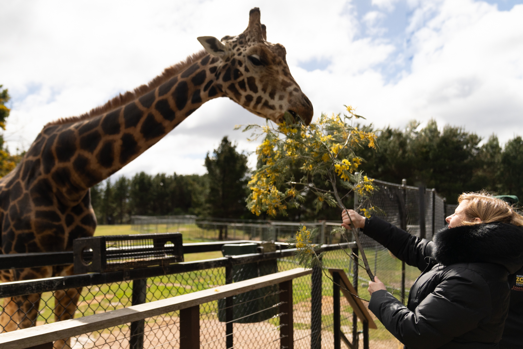Andrea feeding a giraffe.