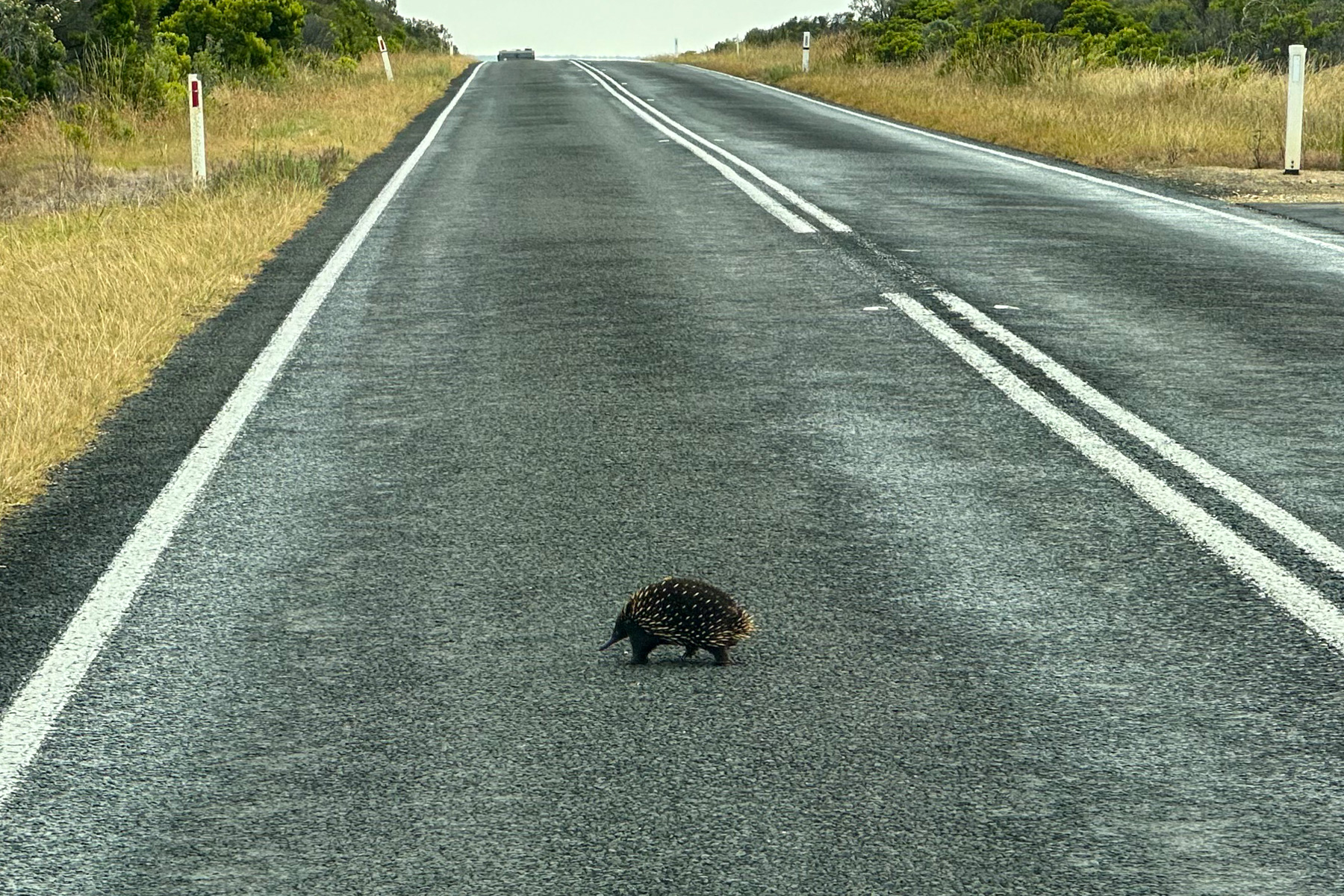 Echidna crossing the Great Ocean Road.