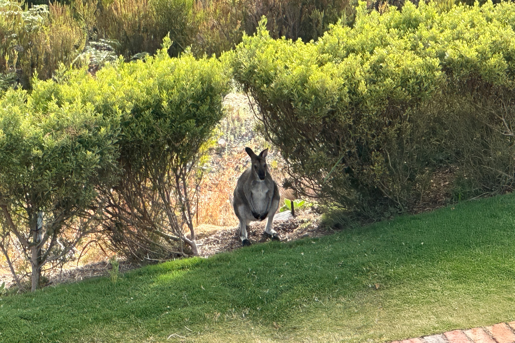 Wallaby in the Sequoia Lodge garden.