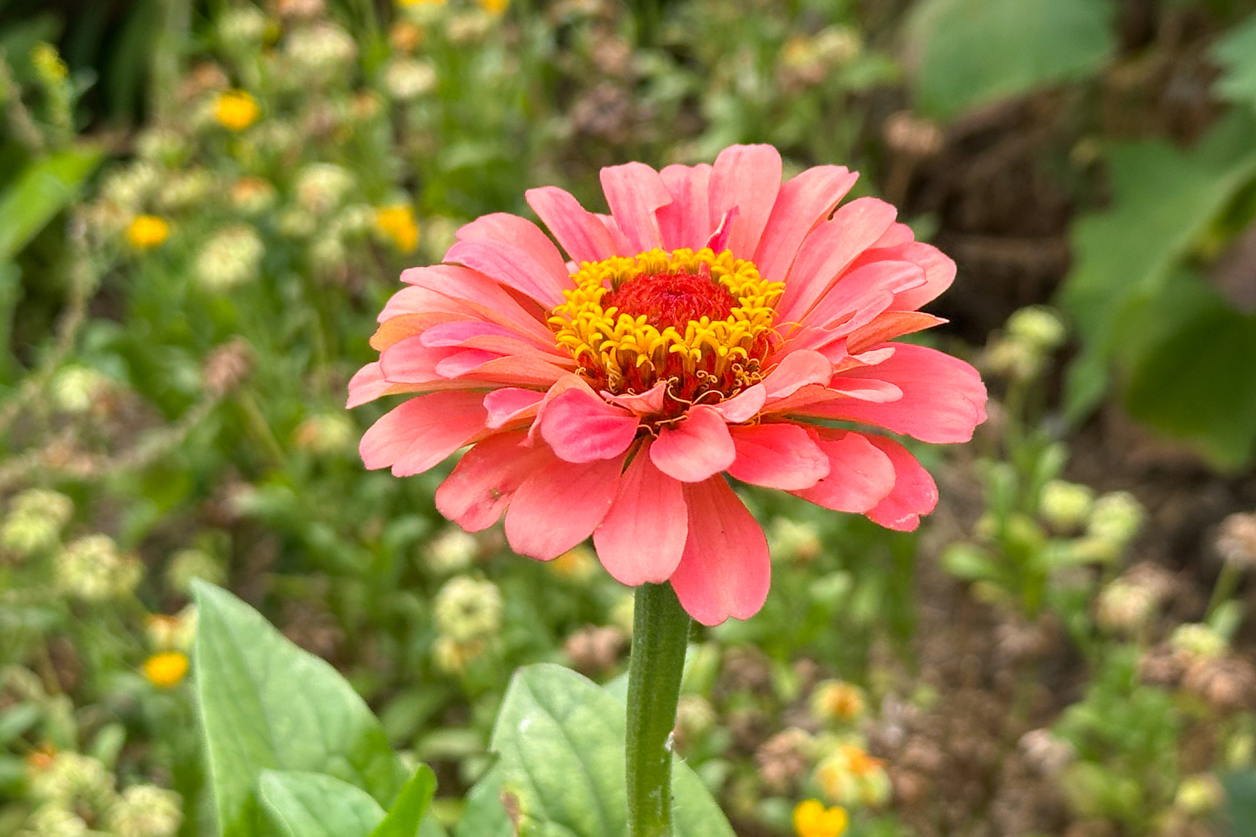 Flowers in The Royal Mail kitchen garden.
