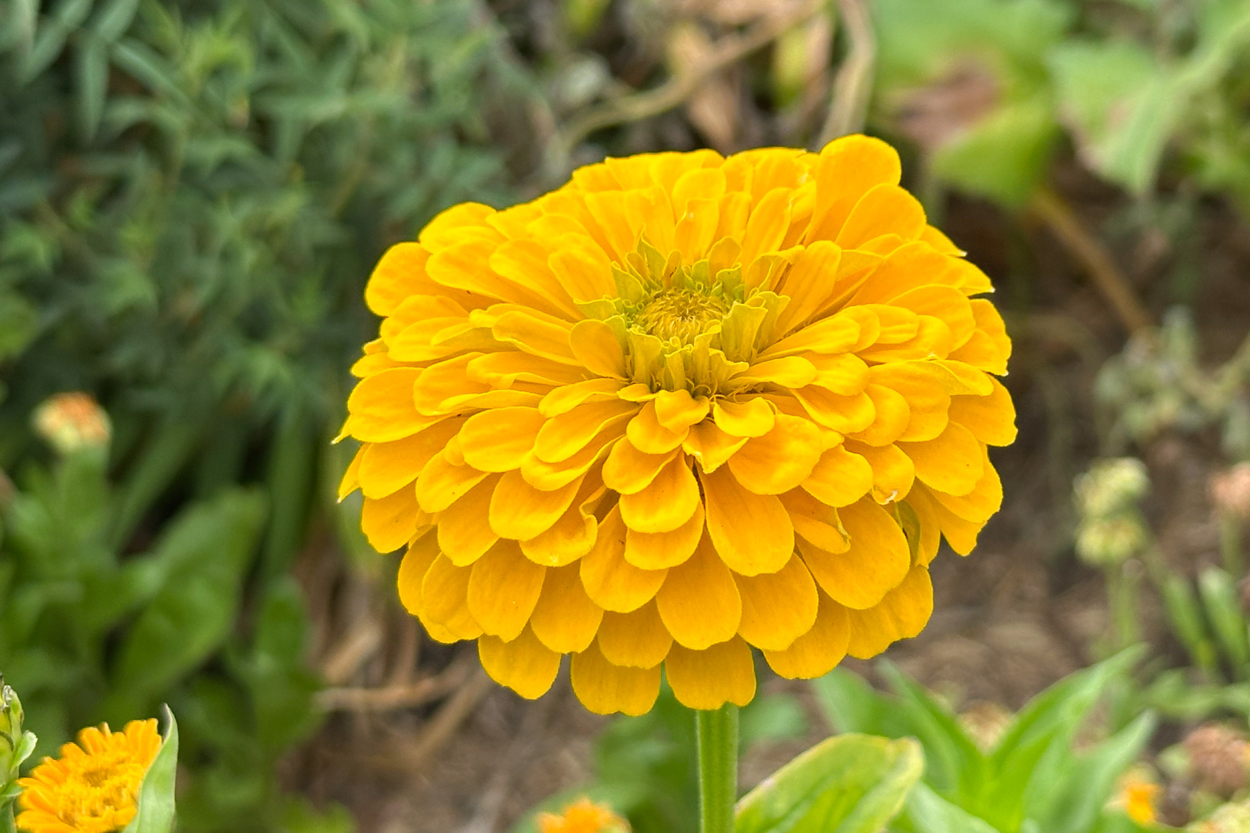 Flowers in The Royal Mail kitchen garden.