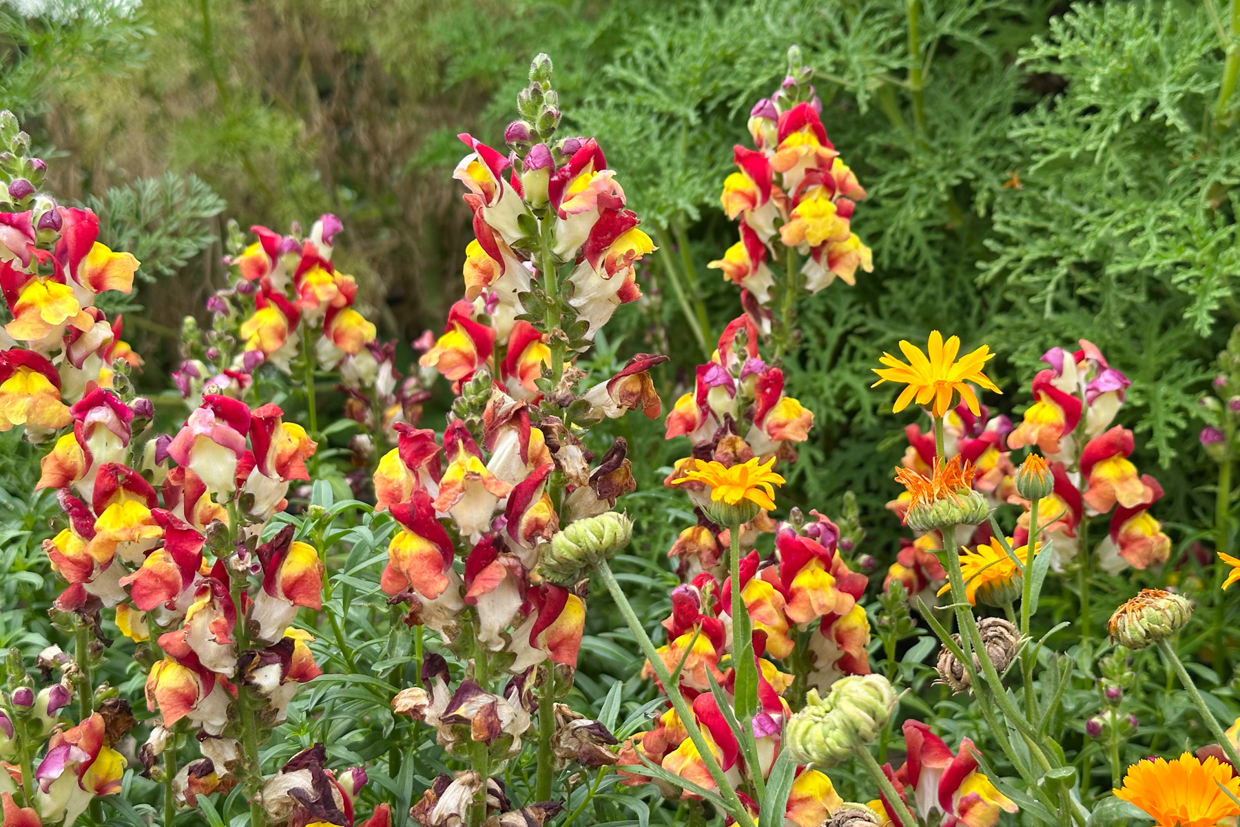 Flowers in The Royal Mail kitchen garden.