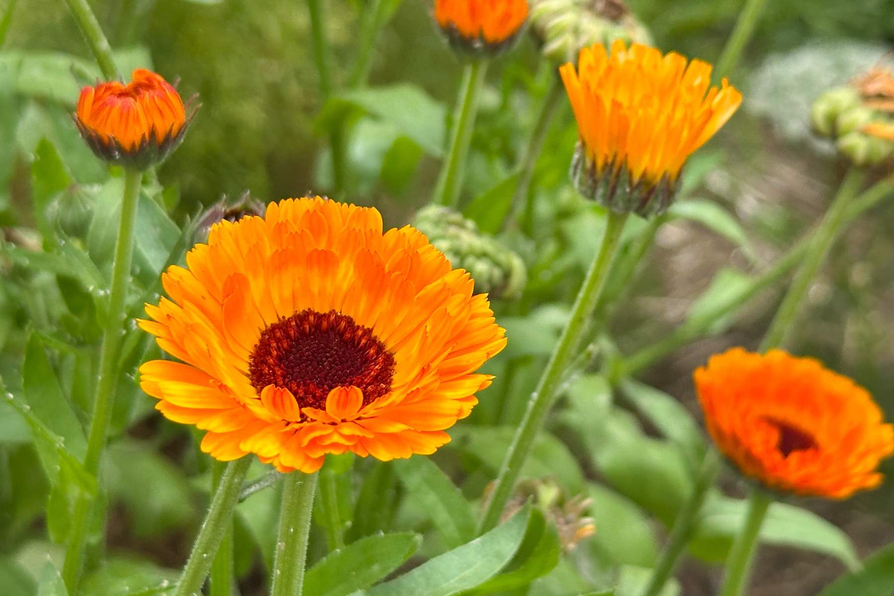 Flowers in The Royal Mail kitchen garden.