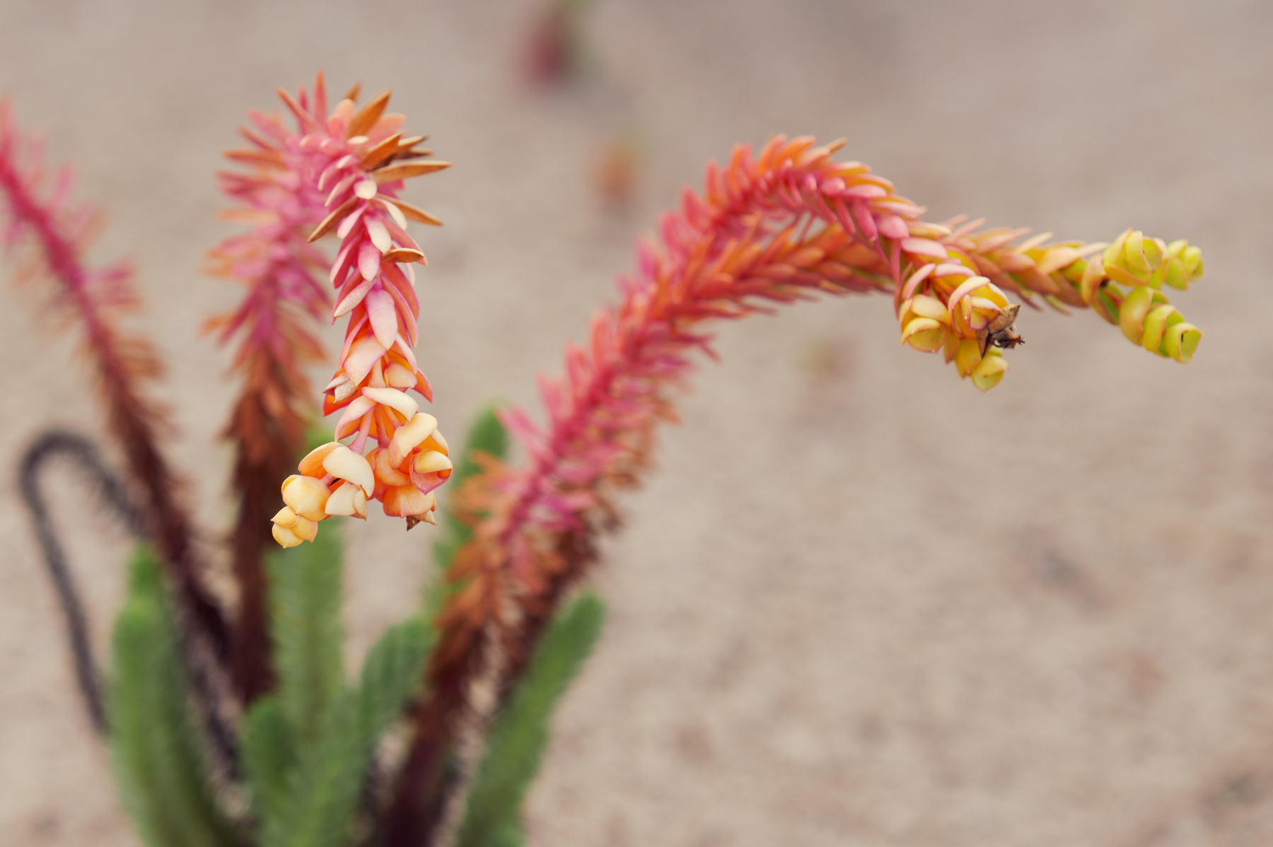 Kangaroo Island gland flower at Hanson Bay.