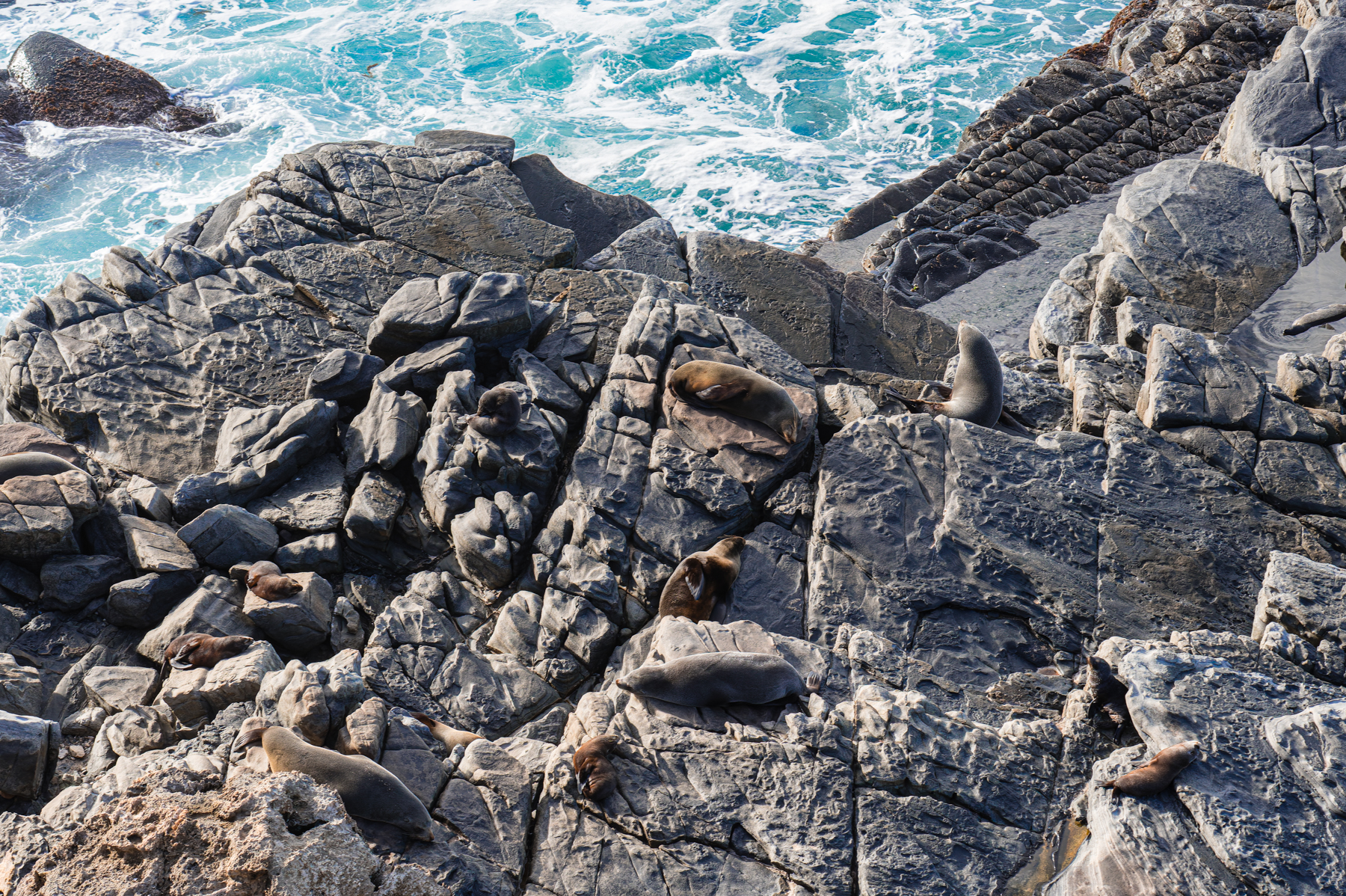 Seals on a rocky outcrop.