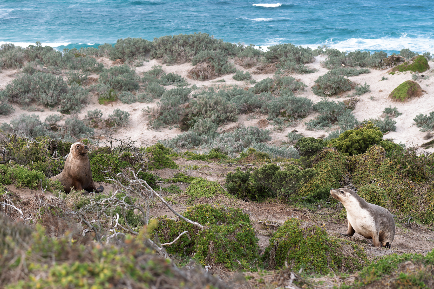Seals in the scrub near the beach.